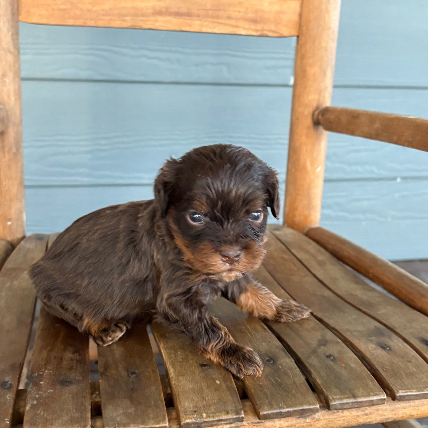 Small brown cavapoo puppy sitting on a wooden chair outdoors.