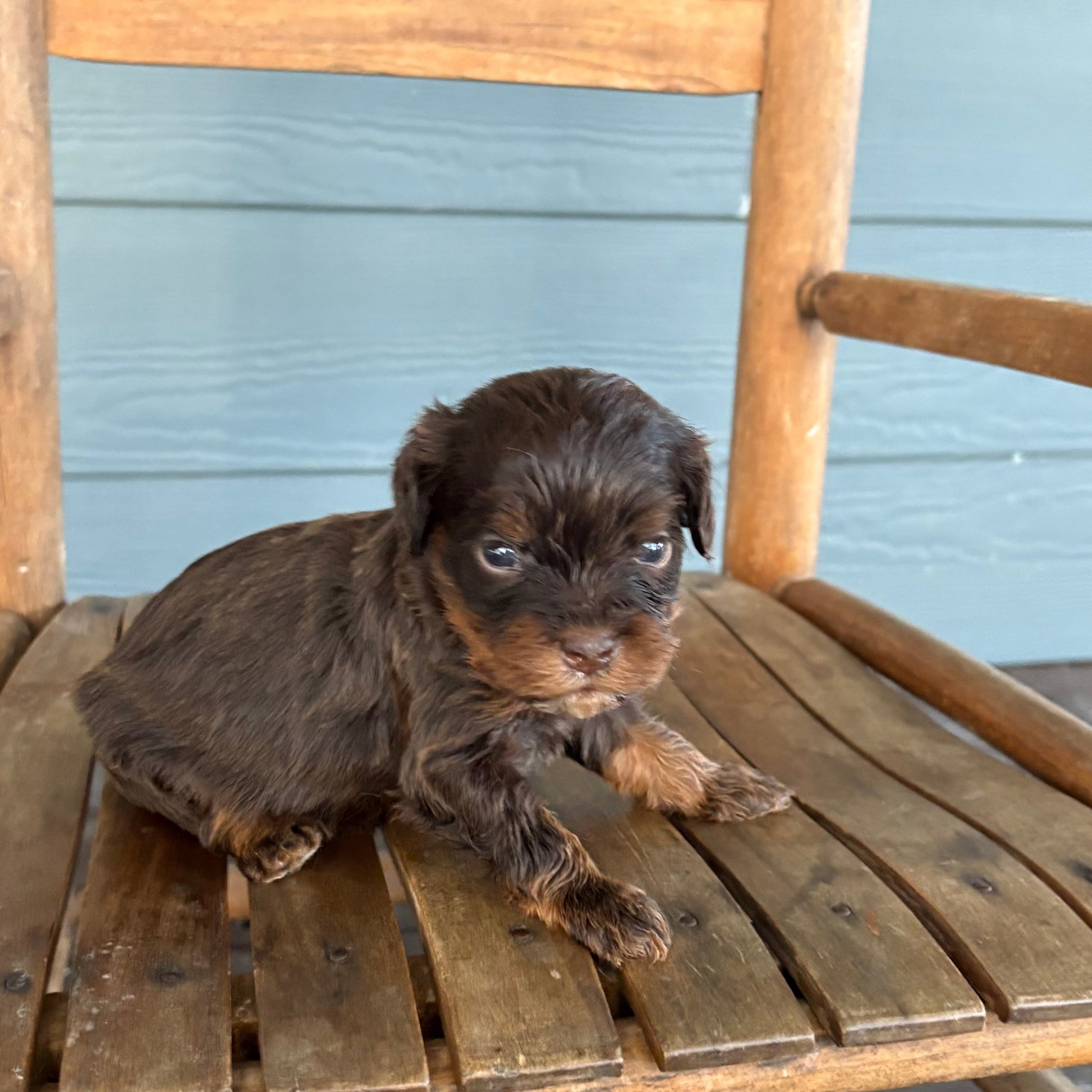 Small brown cavapoo puppy sitting on a wooden chair outdoors.