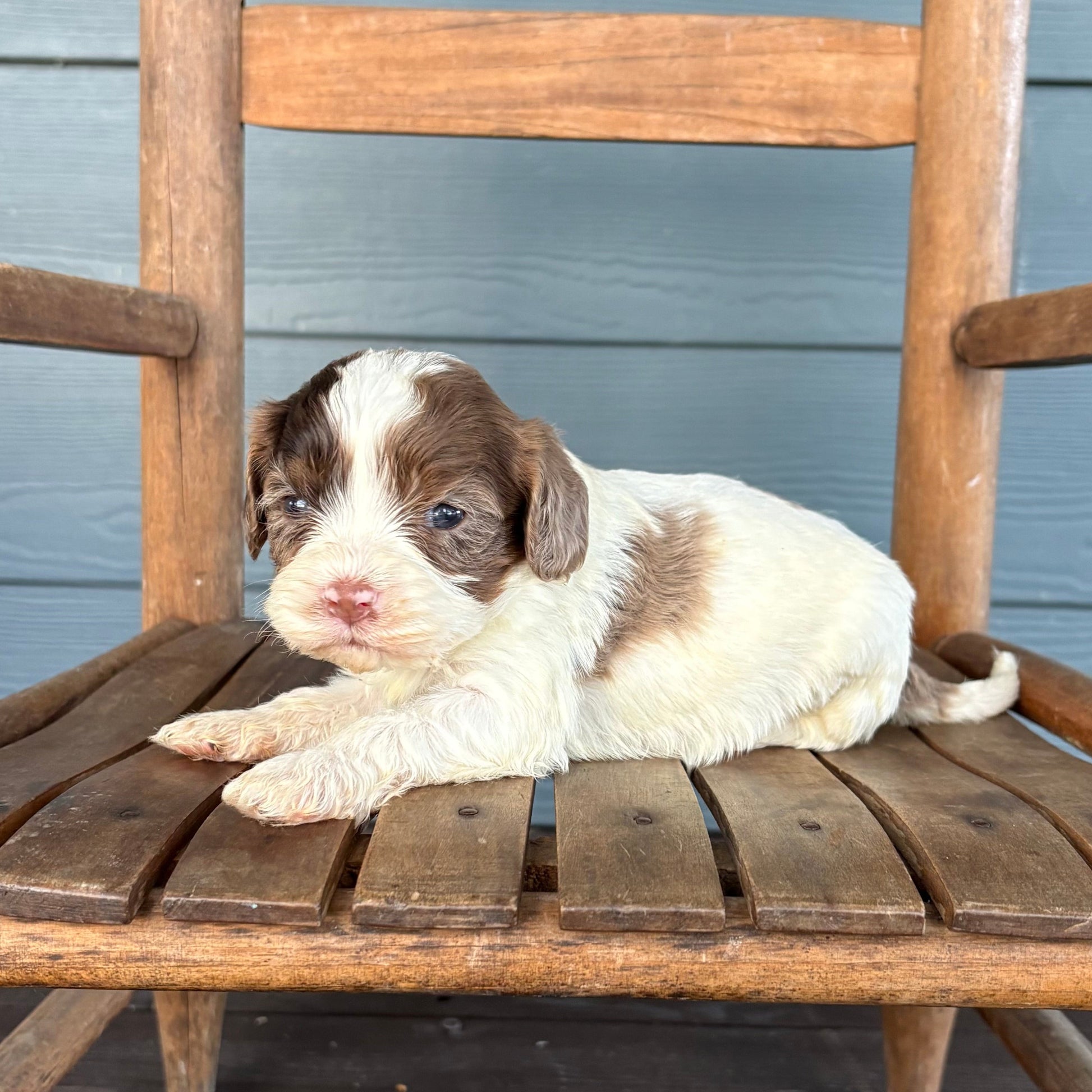 Cavapoo Puppy lying on a wooden chair against a gray wall.