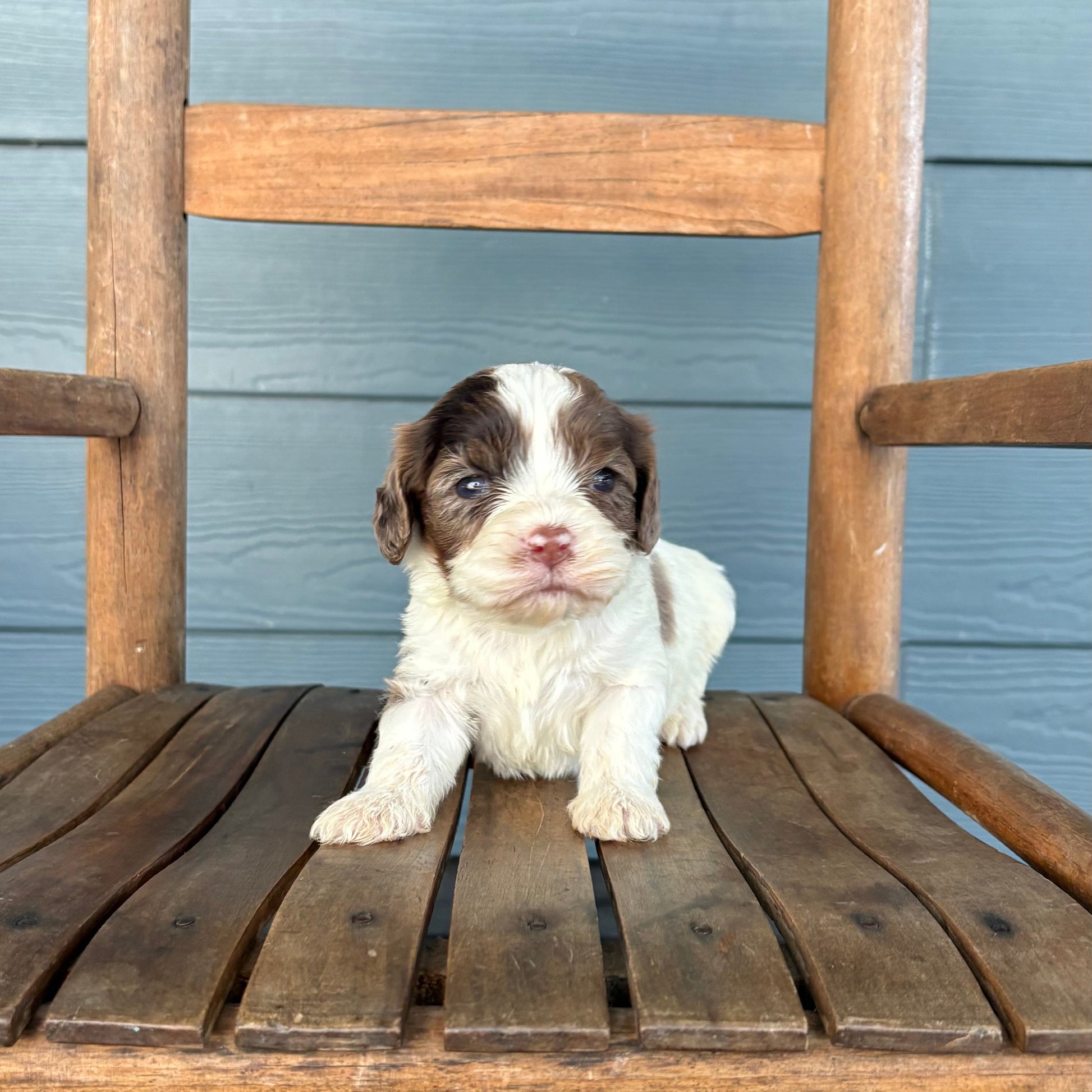 CAavapoo Puppy sitting on a wooden chair against a blue wall