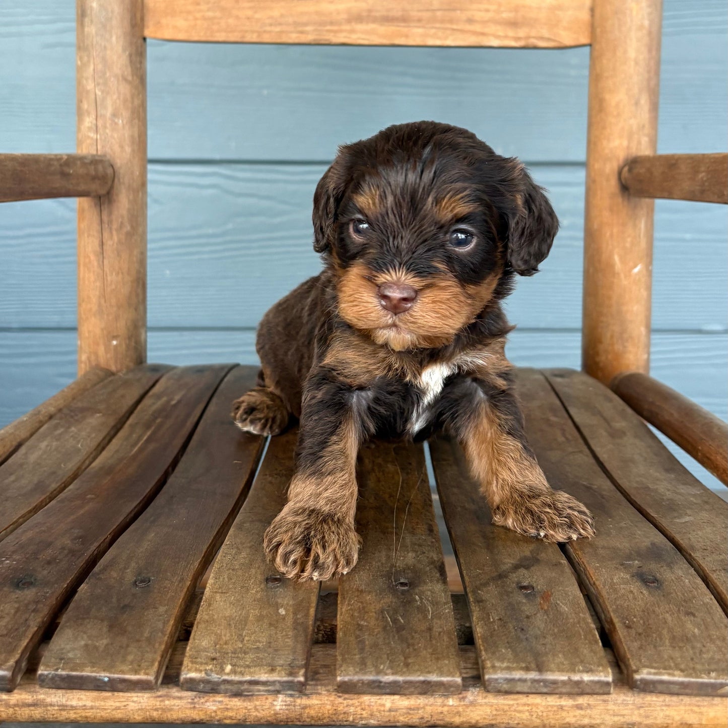 Cavapoo Puppy sitting on a wooden chair against a blue wooden wall.