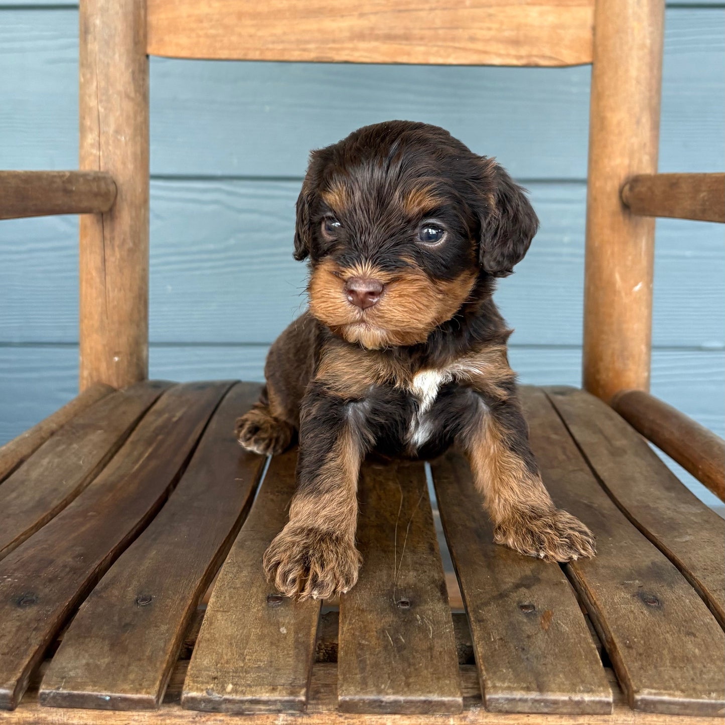Cavapoo Puppy sitting on a wooden chair against a blue wall