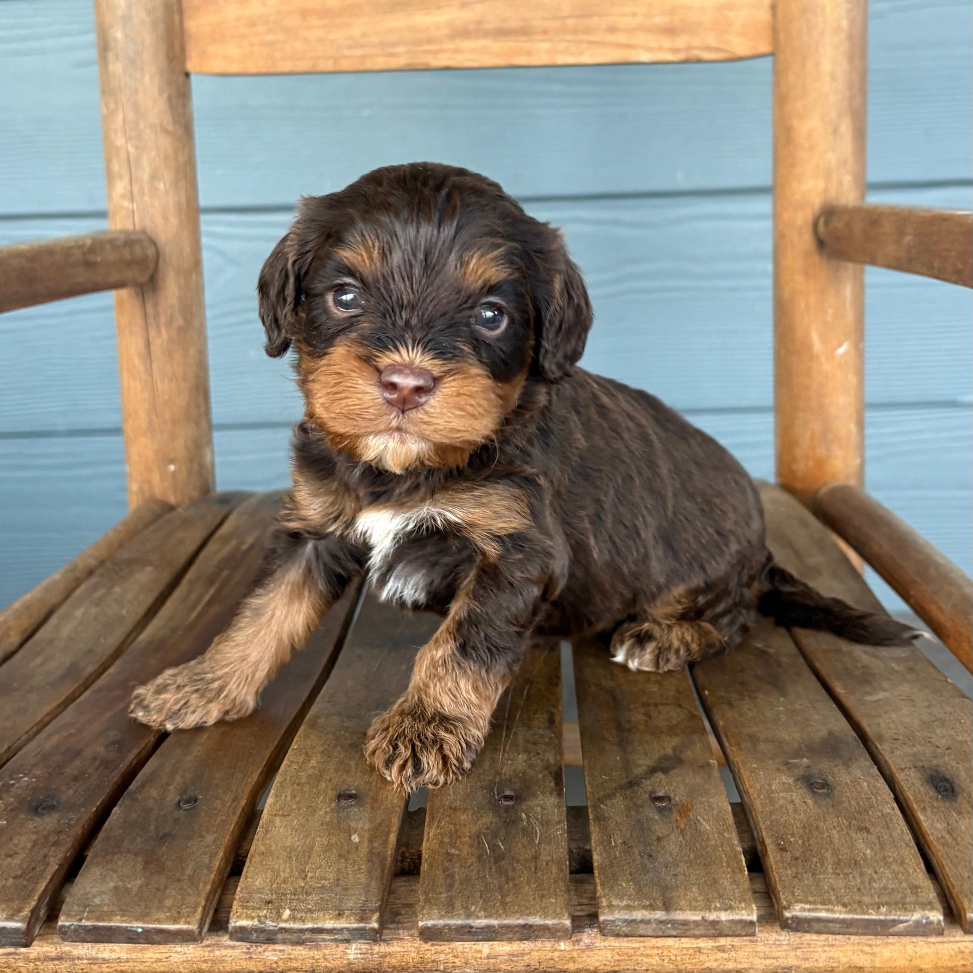 Cavapoo Puppy sitting on a wooden chair against a blue wall