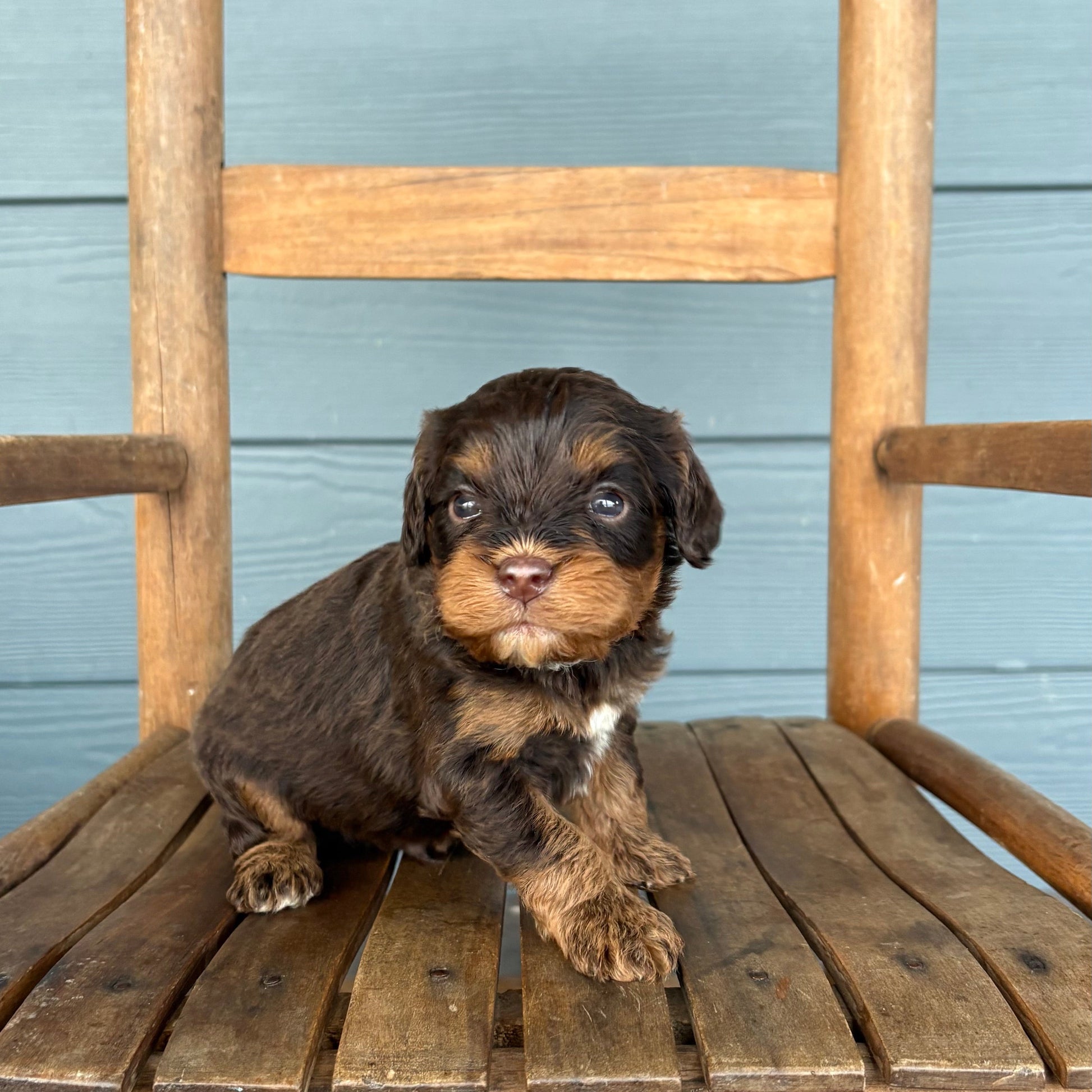 Small brown cavapoo puppy sitting on a wooden chair against a blue wall.