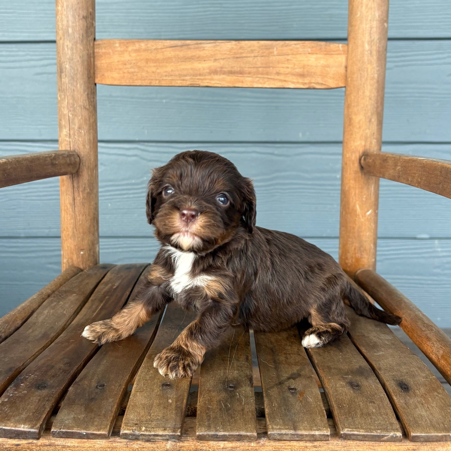 cavapoo Puppy sitting on a wooden chair against a blue wall