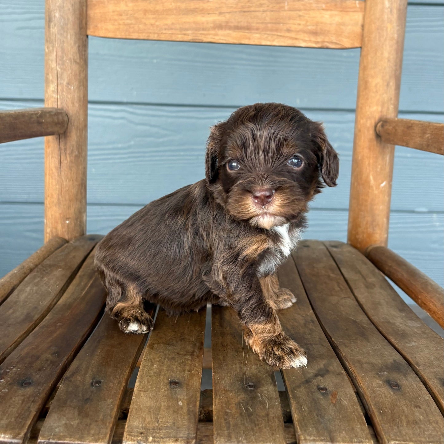 Small brown cavapoo puppy sitting on a wooden chair against a blue wall.