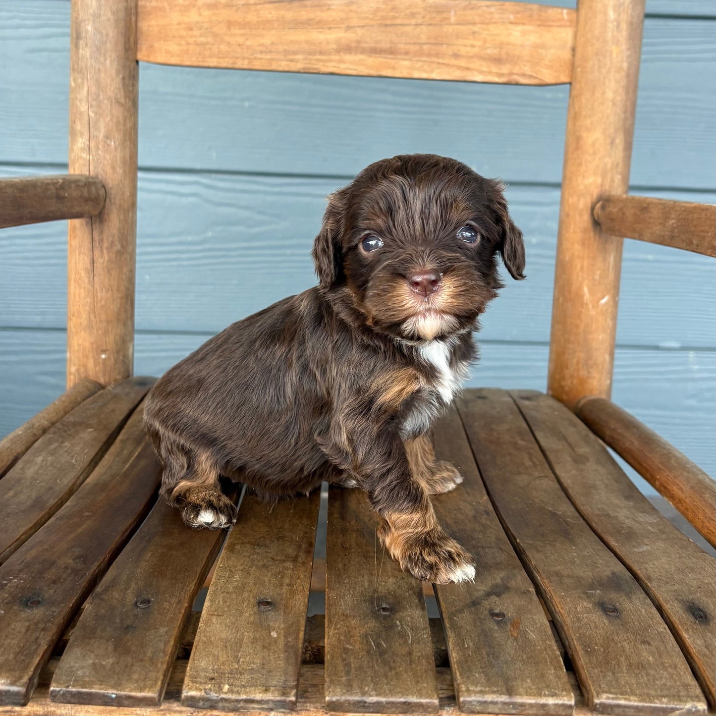 cavapoo 
Puppy sitting on a wooden chair against a blue wall.