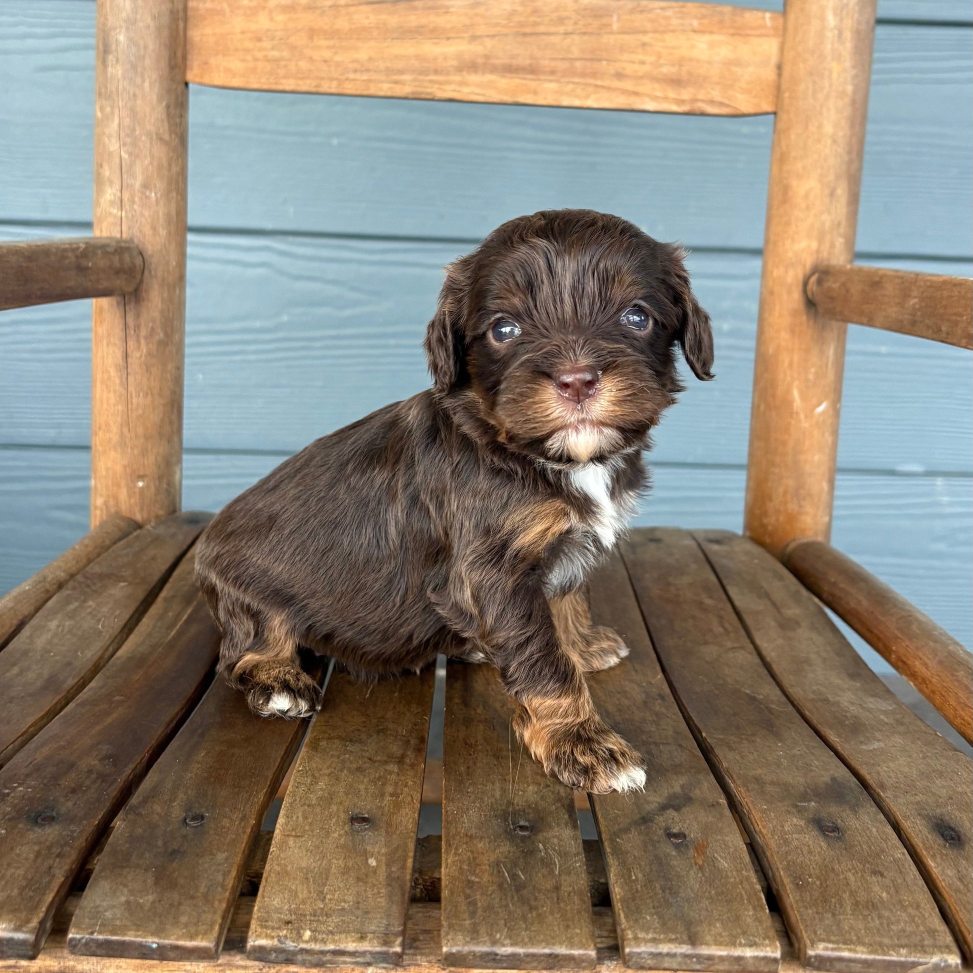 cavapoo 
Puppy sitting on a wooden chair against a blue wall.