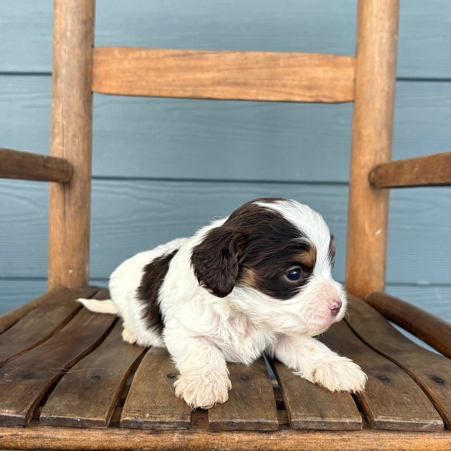 Cavapoo Puppy sitting on a wooden chair against a blue wall.