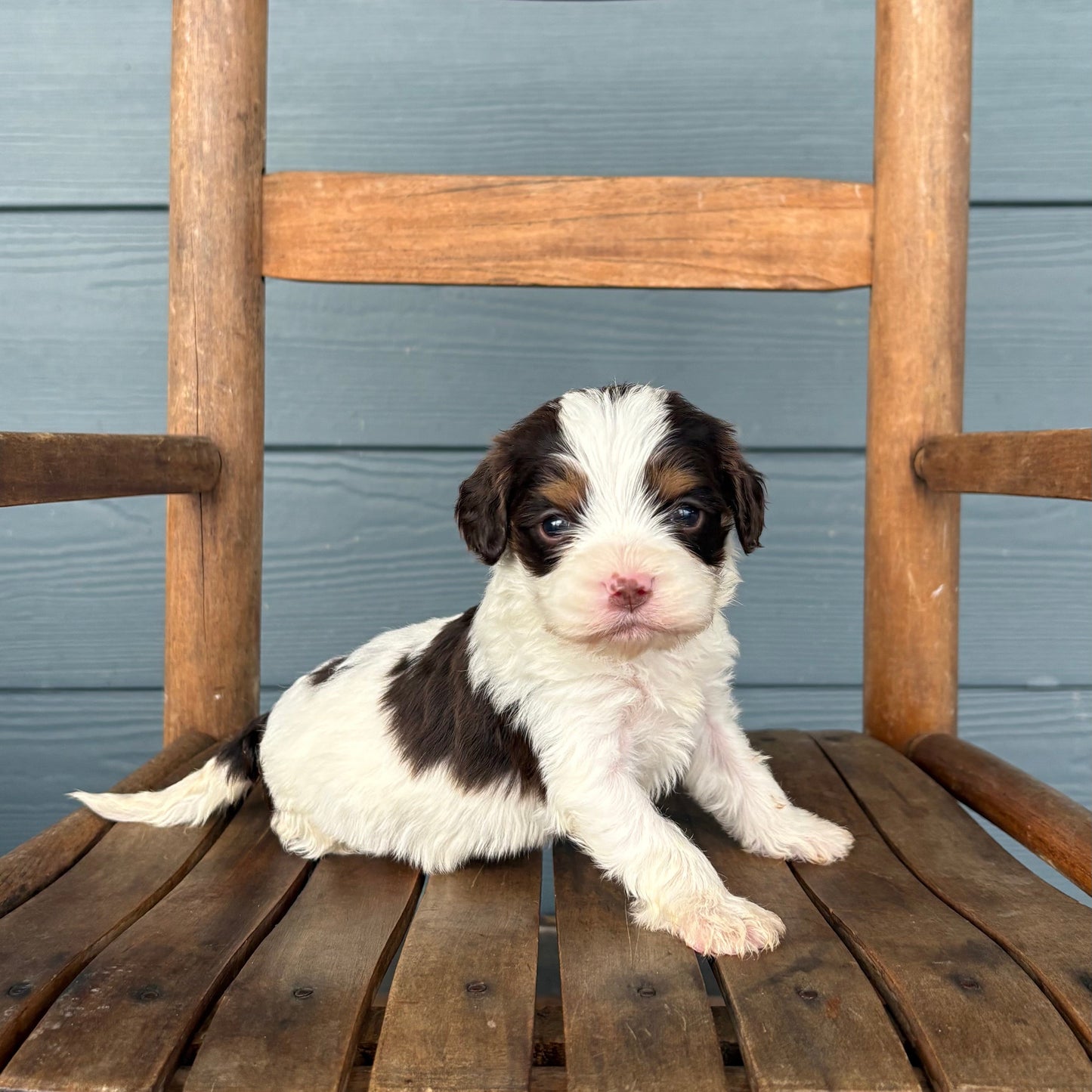 Cavapoo Puppy sitting on a wooden chair against a gray wall