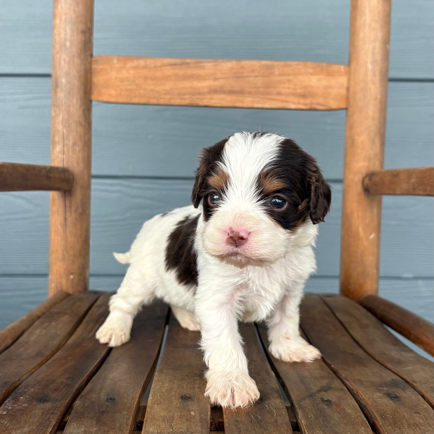 cavapoo Puppy standing on a wooden chair against a blue wall.