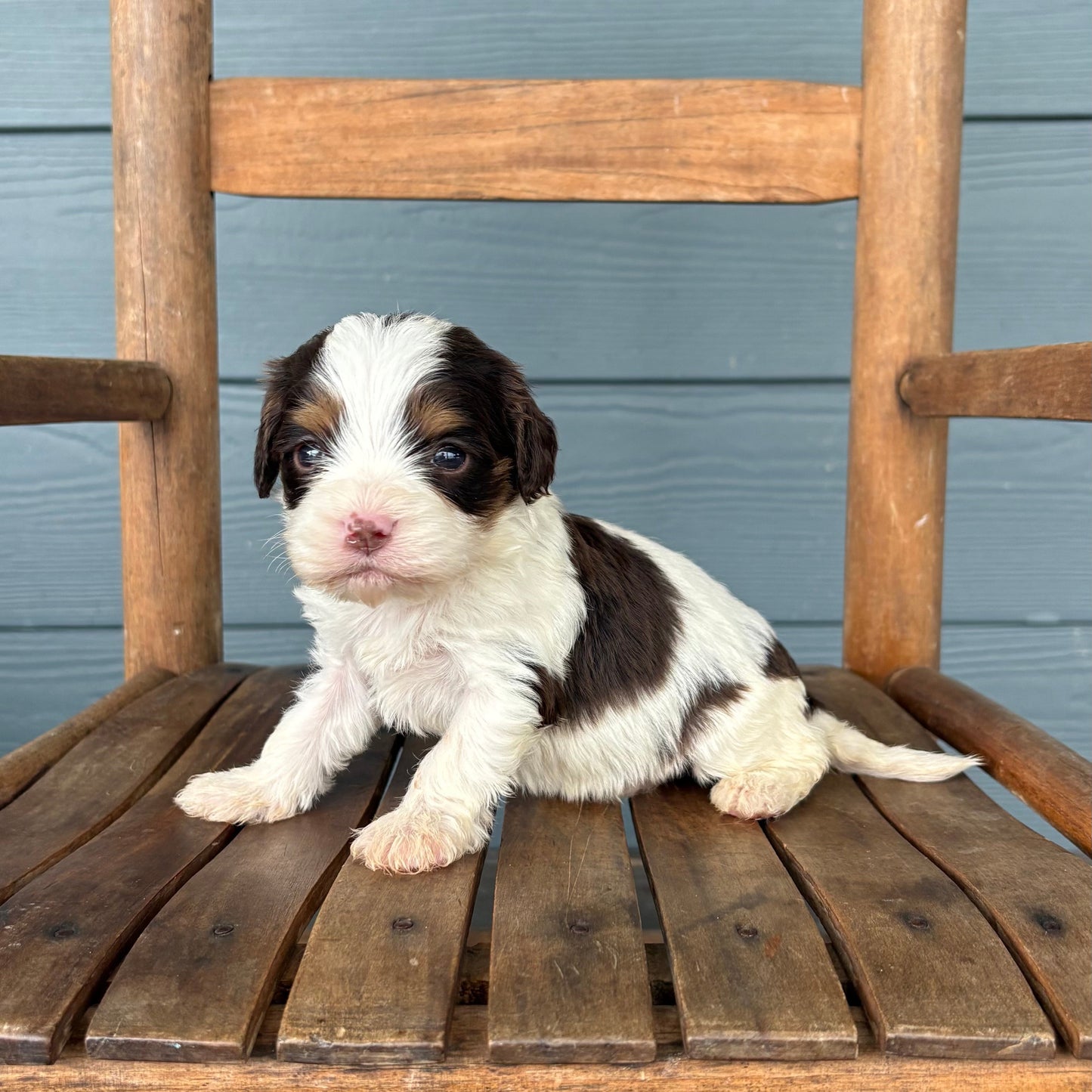 cavapoo Puppy sitting on a wooden chair against a blue wall.