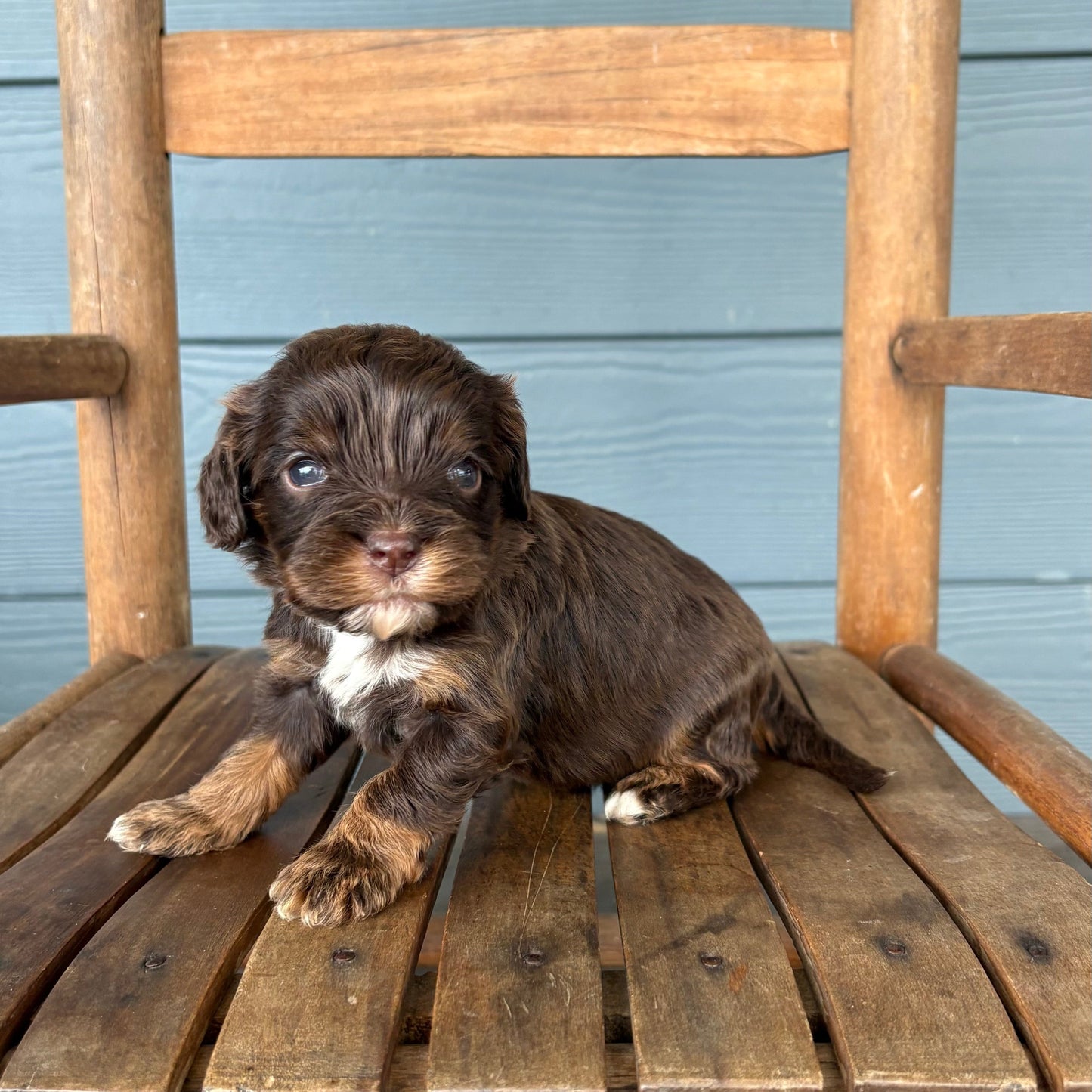 Cavapoo Puppy sitting on a wooden chair with a blue wall in the background