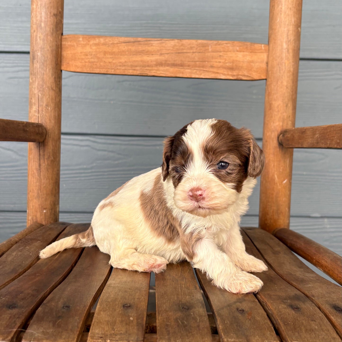 Cavapoo Puppy sitting on a wooden chair with a gray wooden wall background