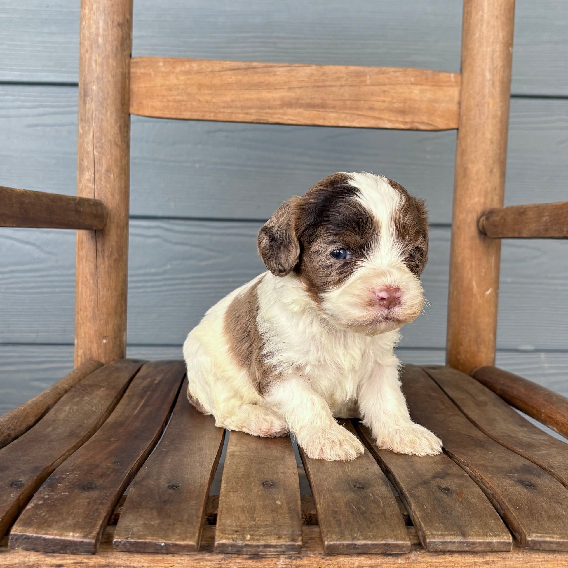 Cavapoo 
Puppy sitting on a wooden chair outdoors.