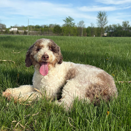 Poodle lying on grass with a blue sky and trees in the background at Rafterepups