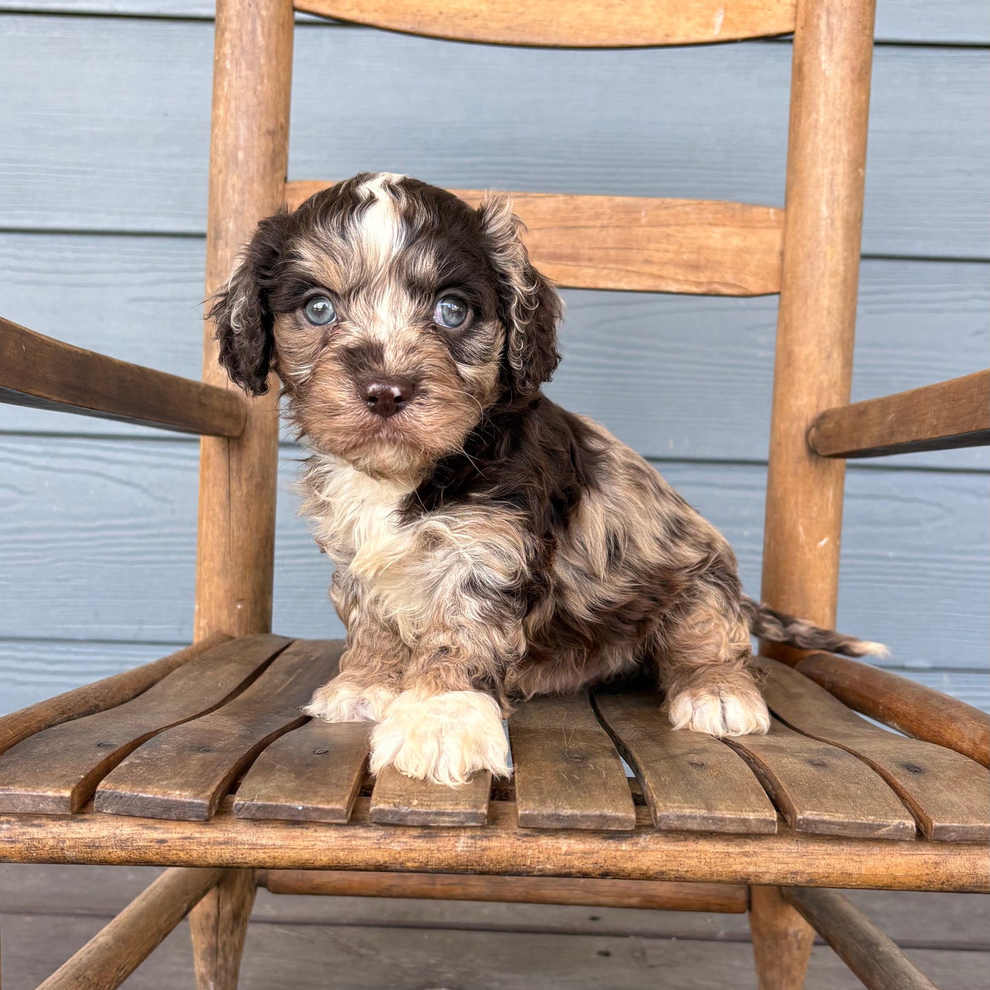 Chocolate Merle Cavapoo Puppy