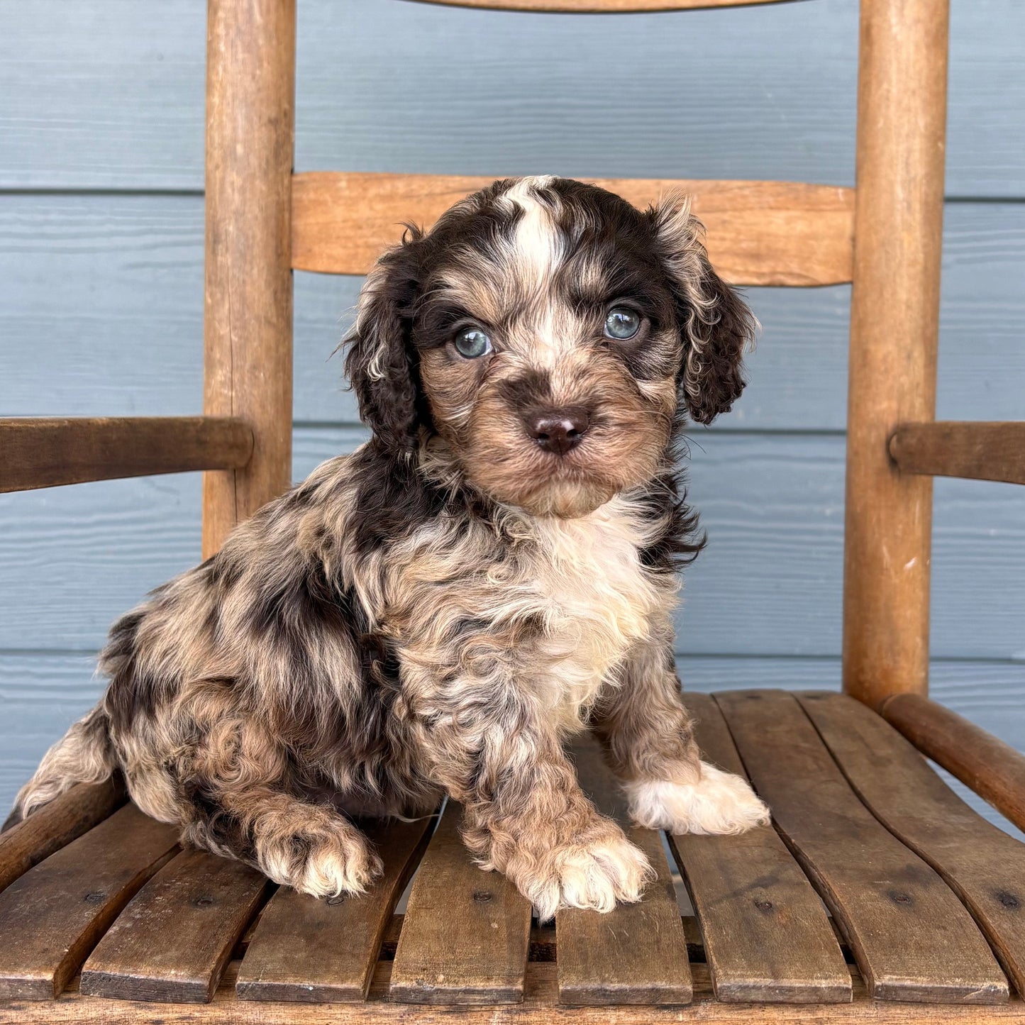 Chocolate Merle Cavapoo Puppy