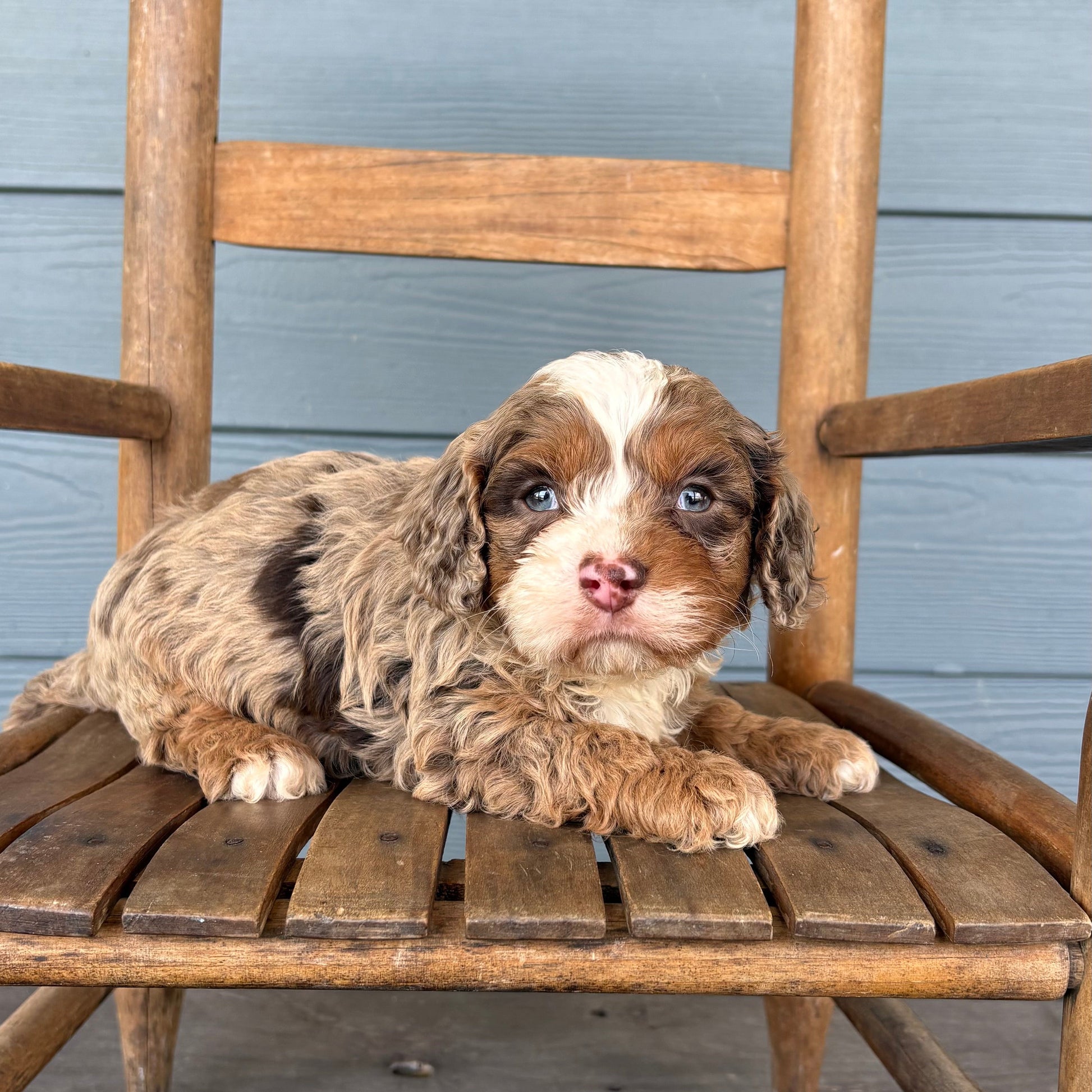 Chocolate Merle Cavapoo Puppy