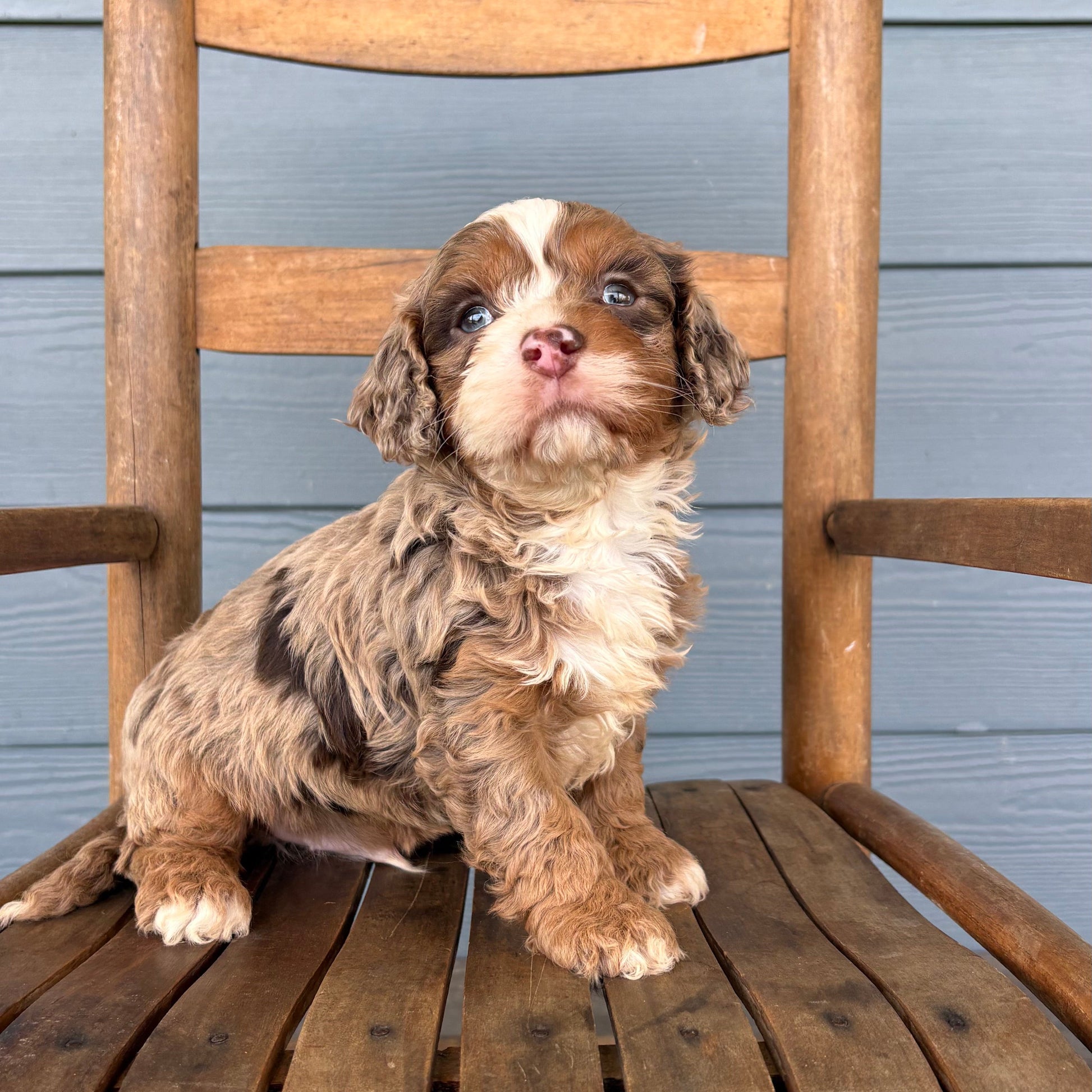 Chocolate Merle Cavapoo