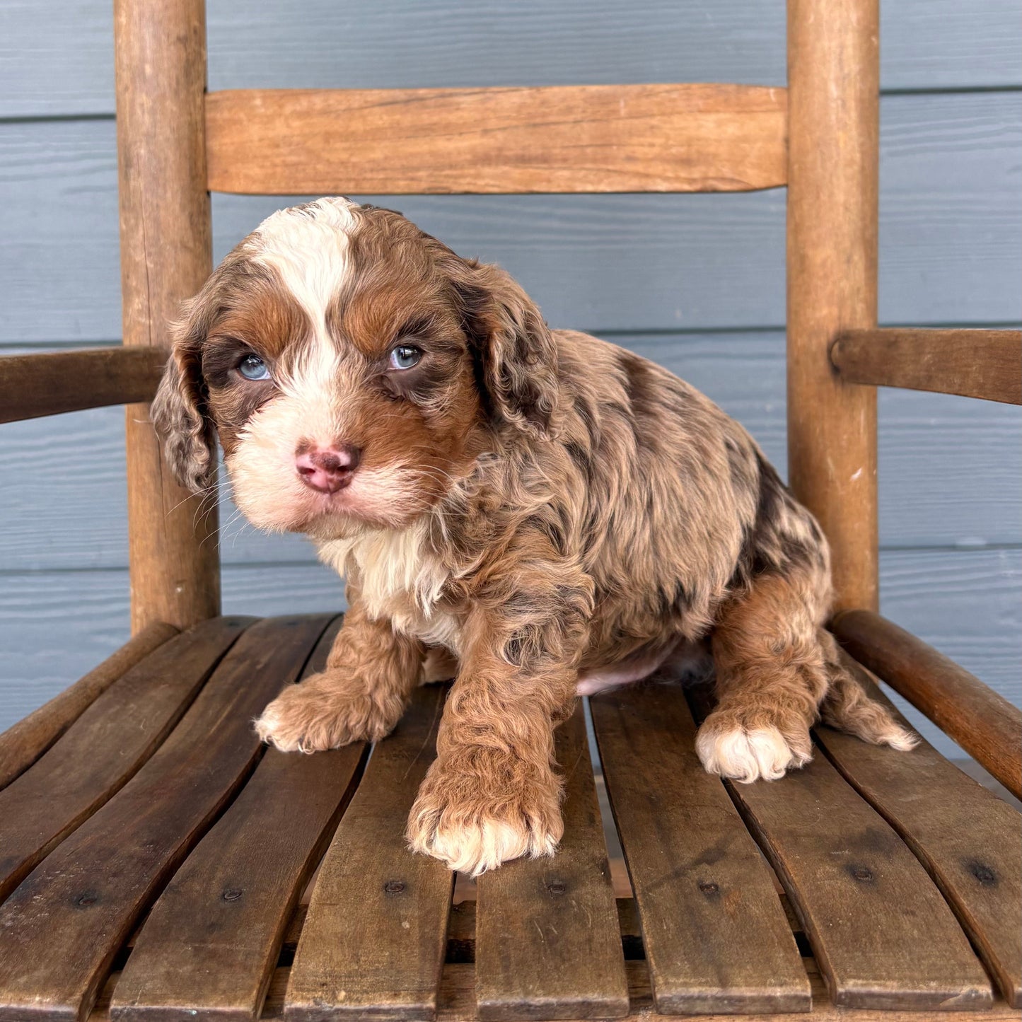 Chocolate Merle Cavapoo Puppy 