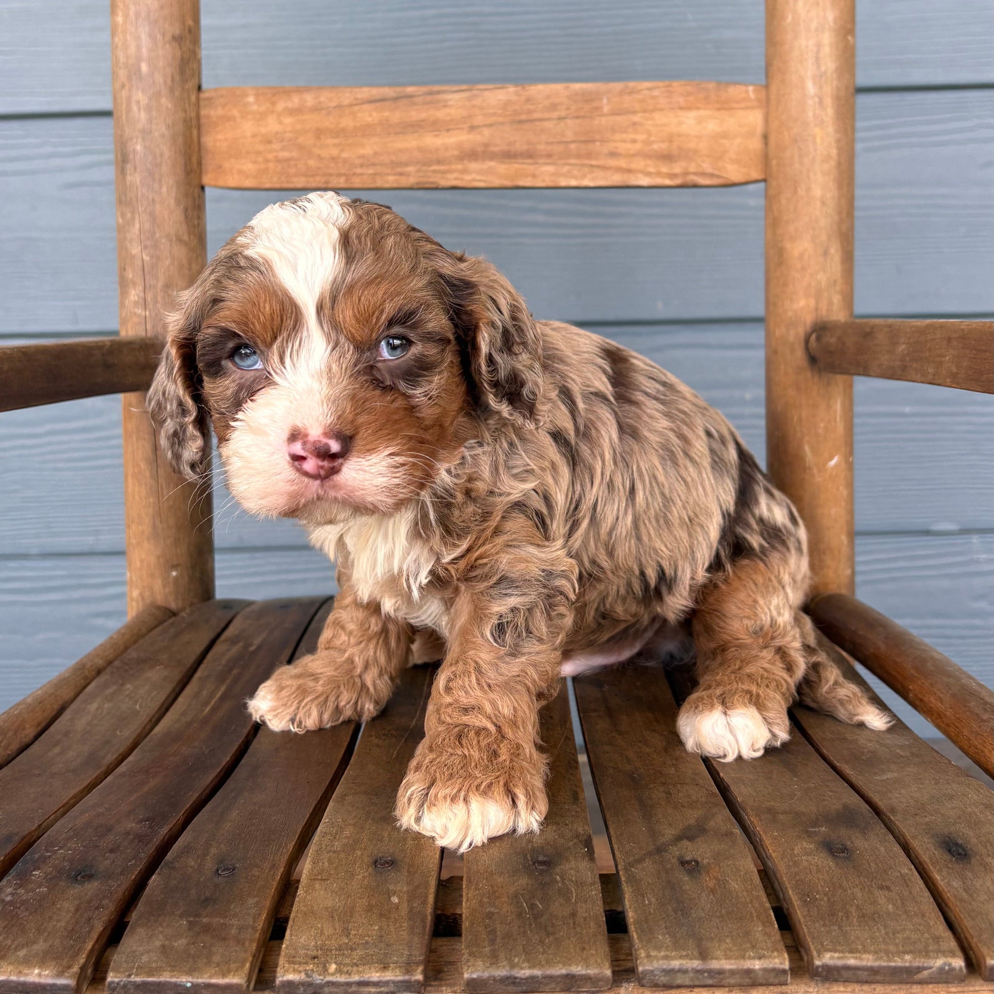 Chocolate Merle Cavapoo Puppy 