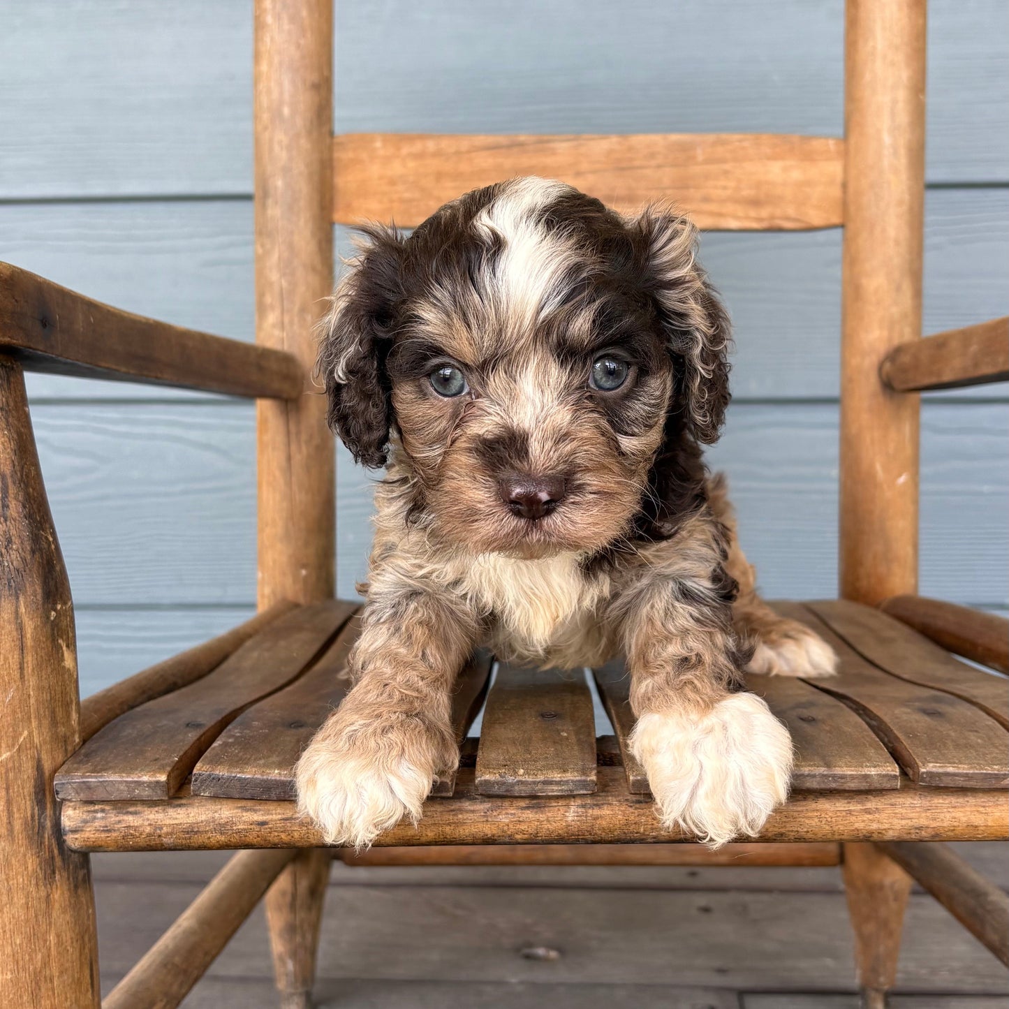 Chocolate Merle Cavapoo Puppy 