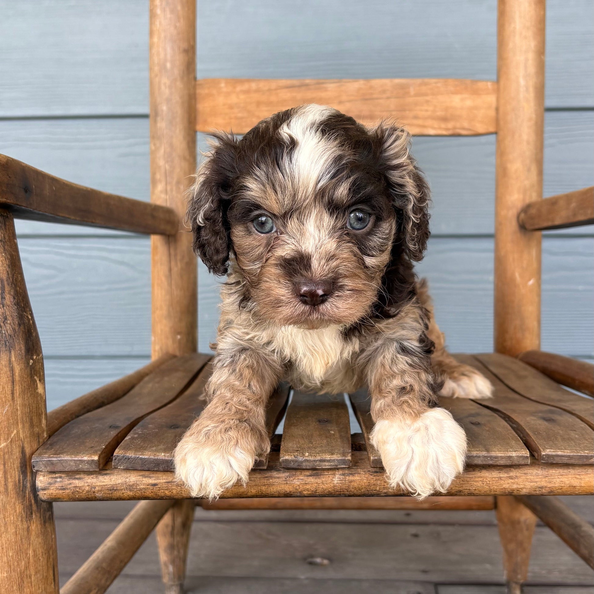Chocolate Merle Cavapoo Puppy 