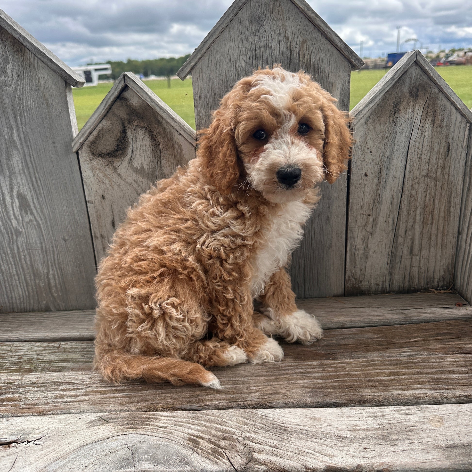 Mini-Goldendoodle-Breeder