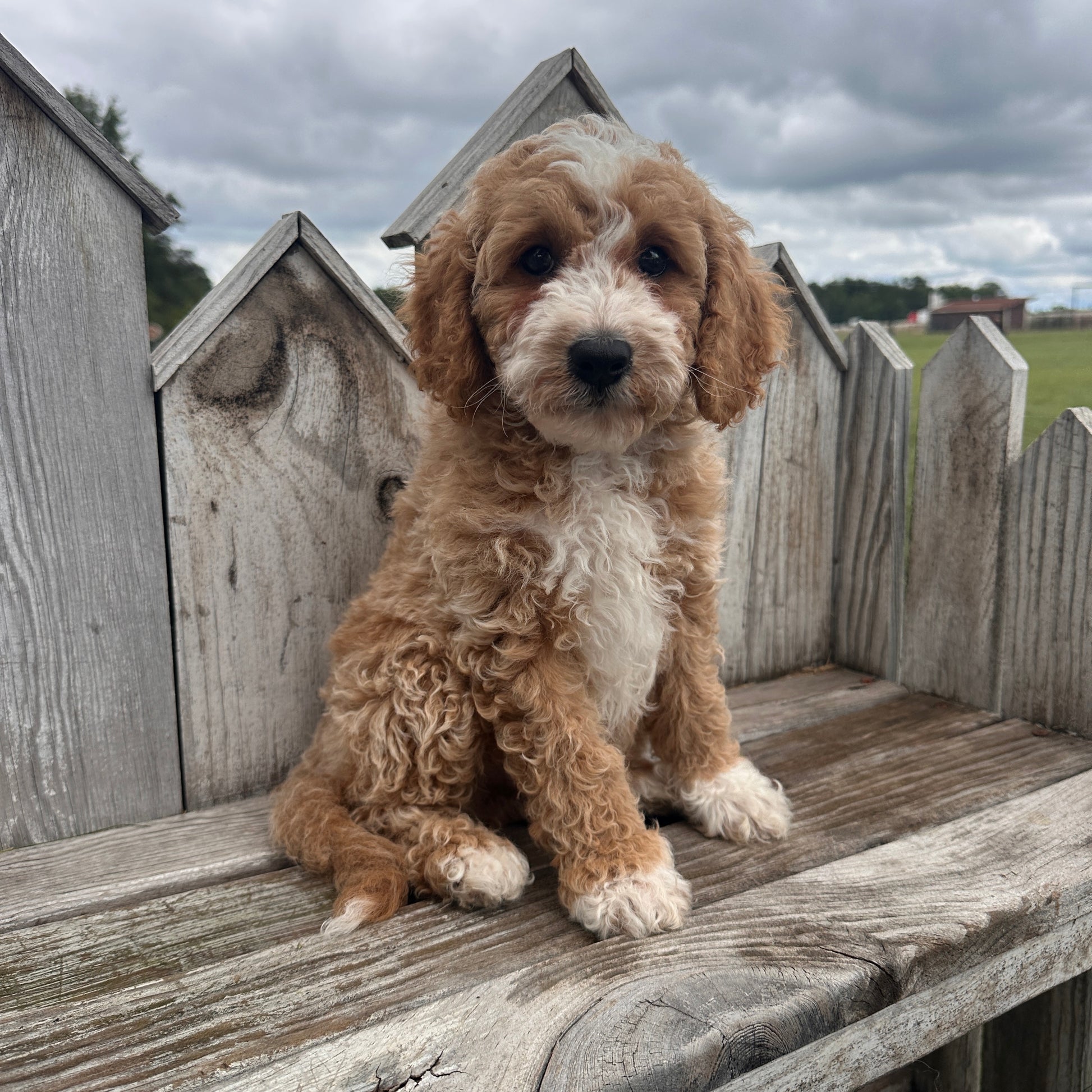 Mini-Goldendoodle-Breeder