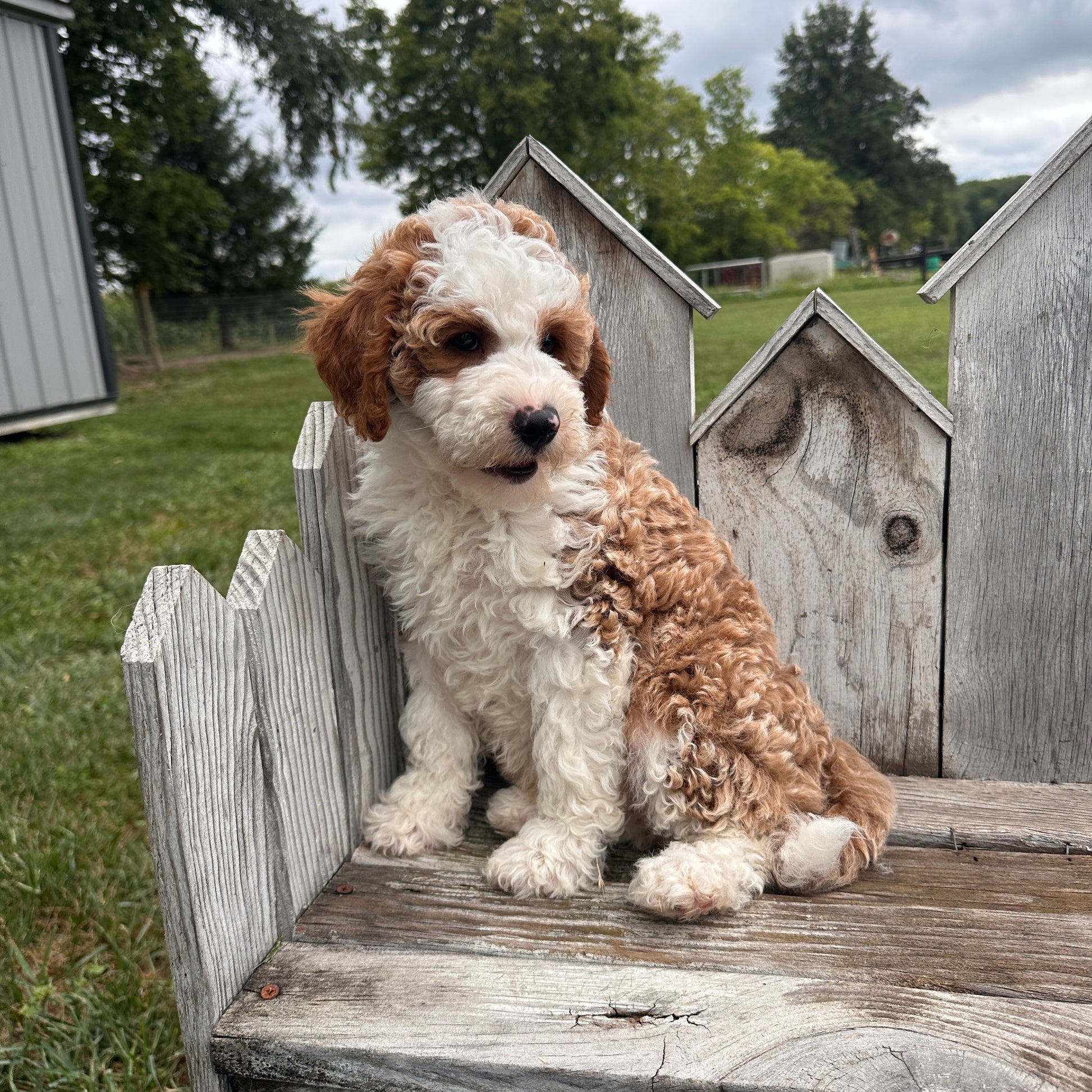 Mini-Goldendoodle-Breeder
