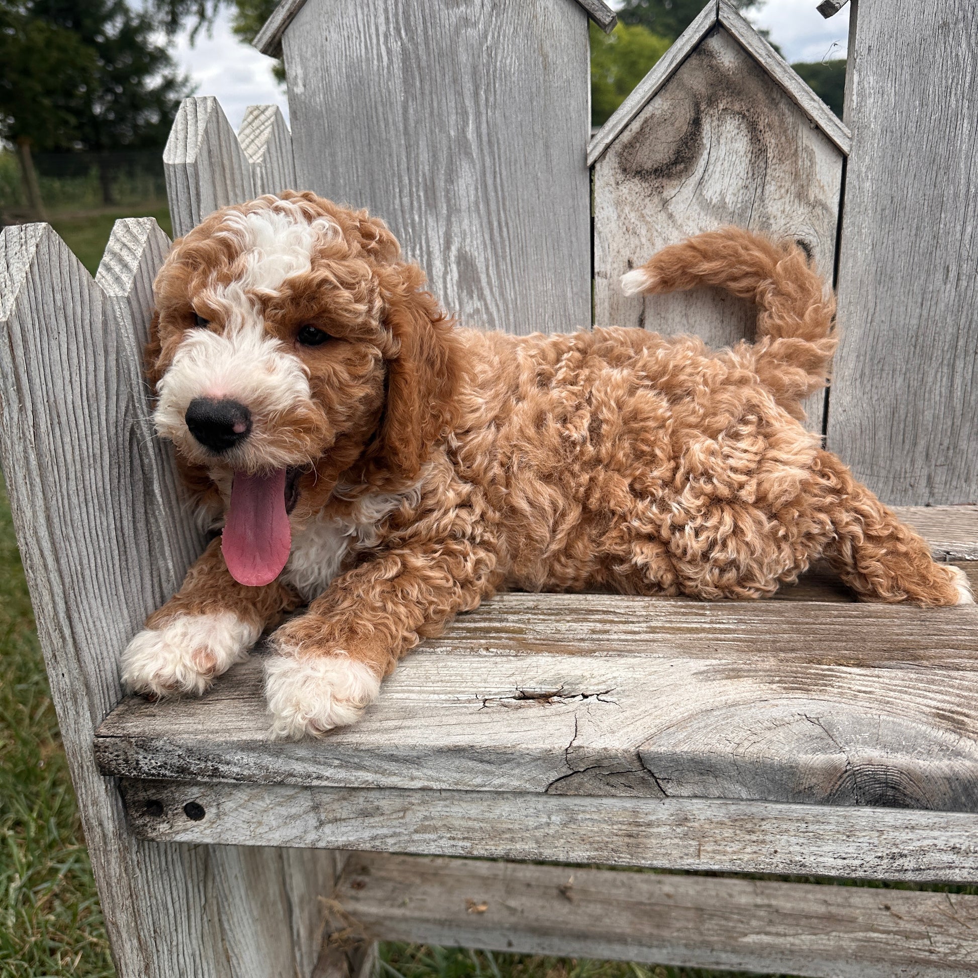 Mini-Goldendoodle-Breeder