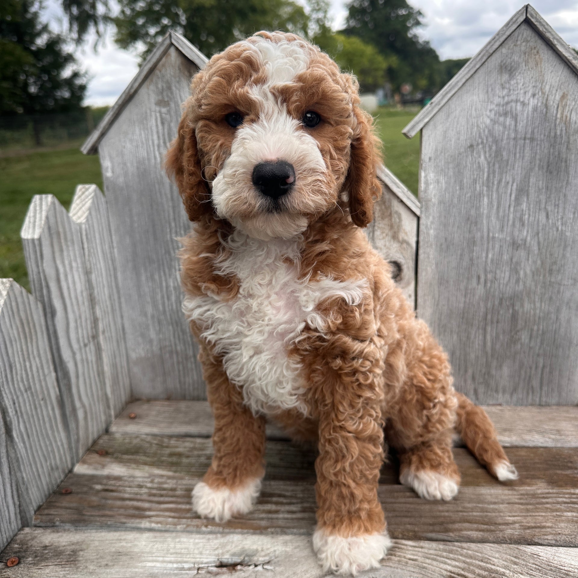 Red And White Tuxedo Goldendoodle Meet The Mamas Doodle Breeder