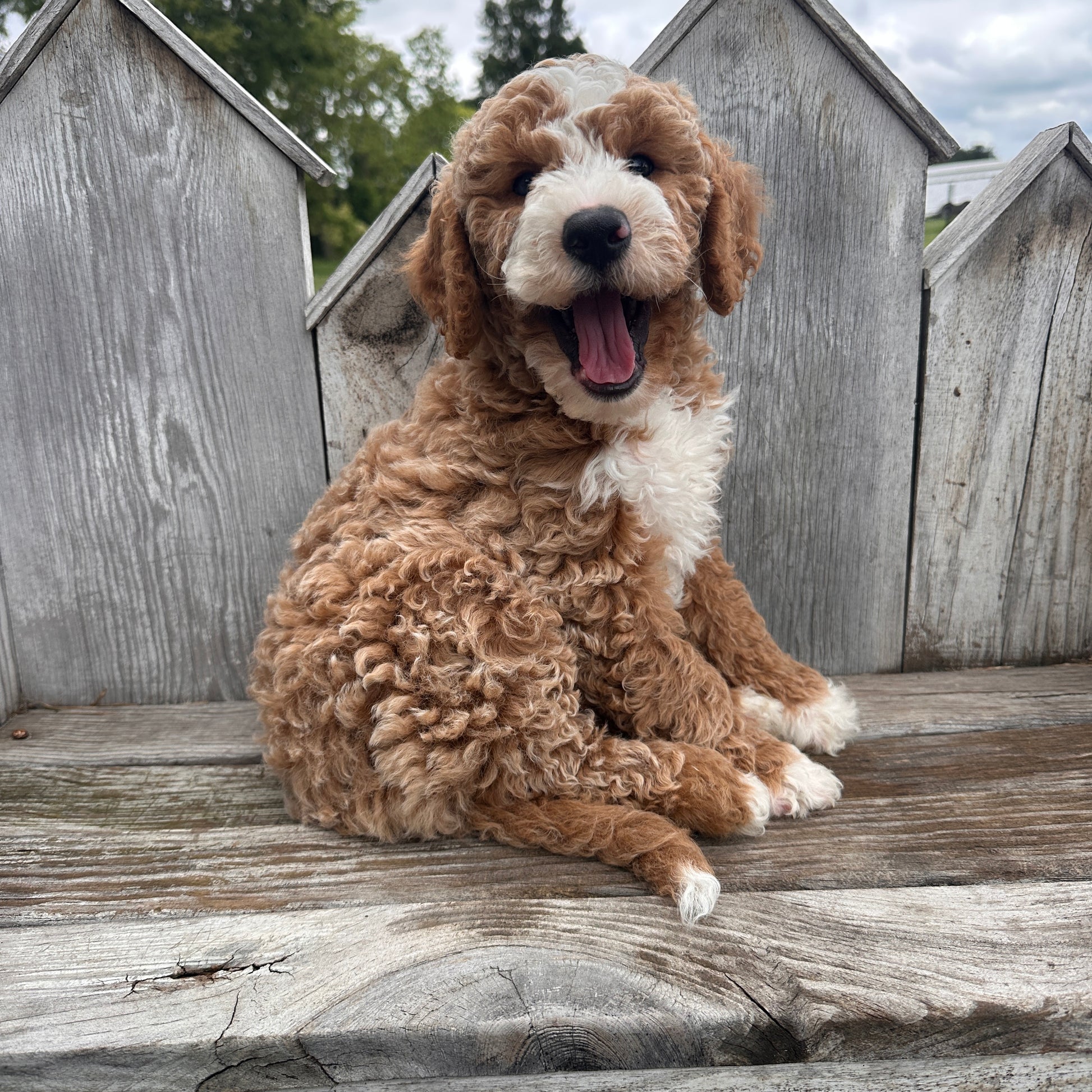 Mini-Goldendoodle-Breeder