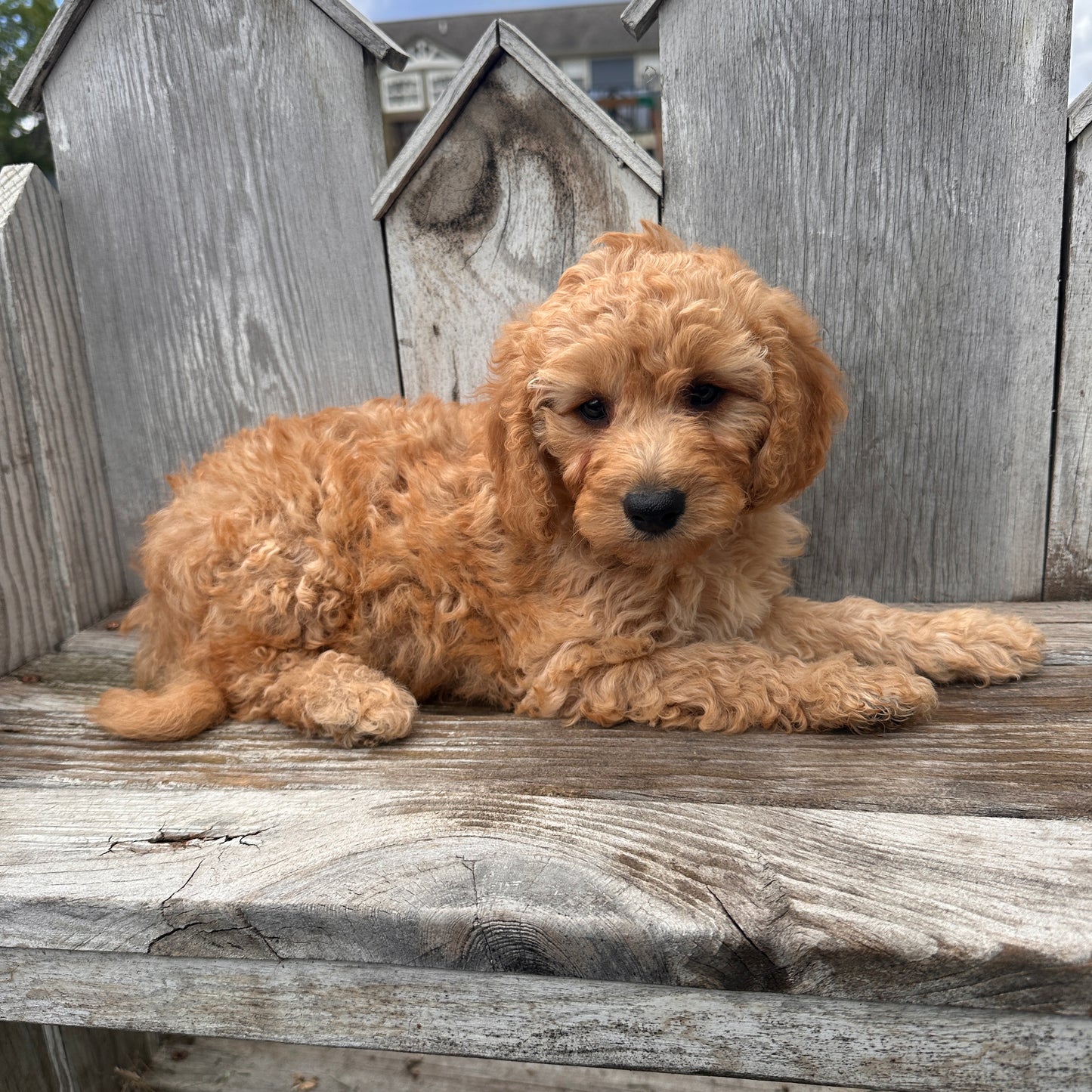 Mini-Goldendoodle-Breeder