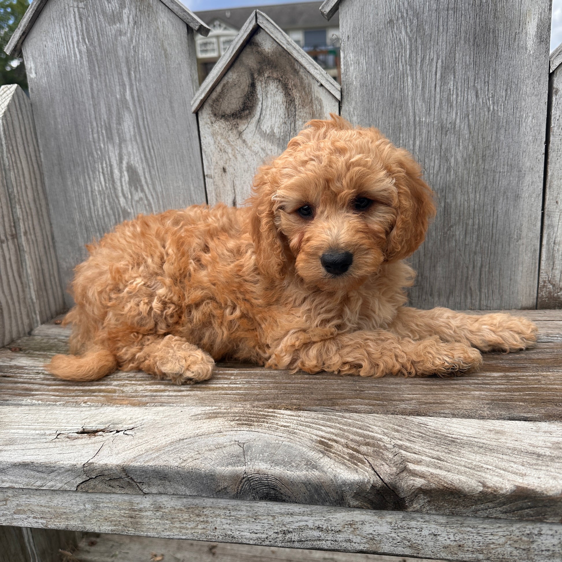 Mini-Goldendoodle-Breeder