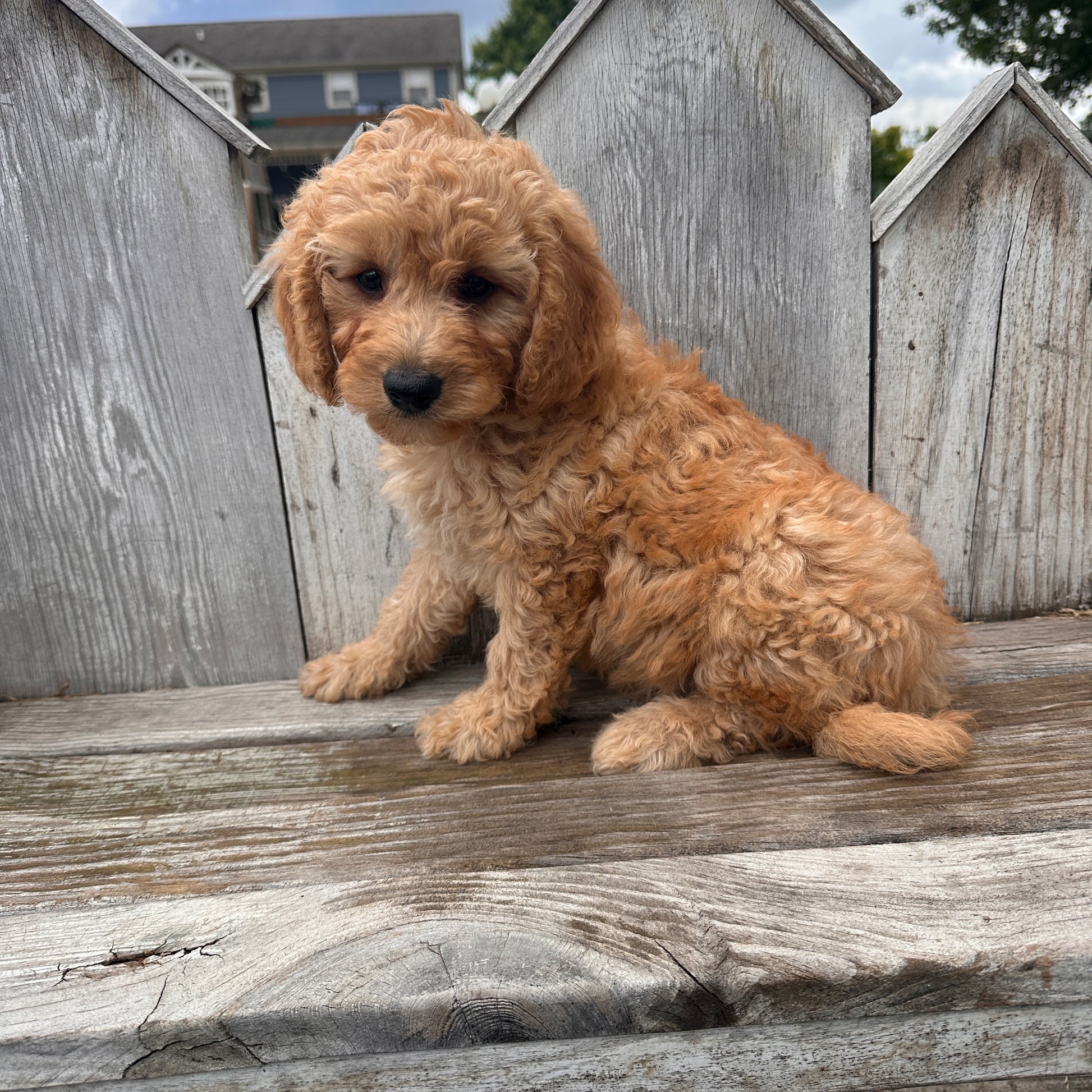 Mini-Goldendoodle-Breeder