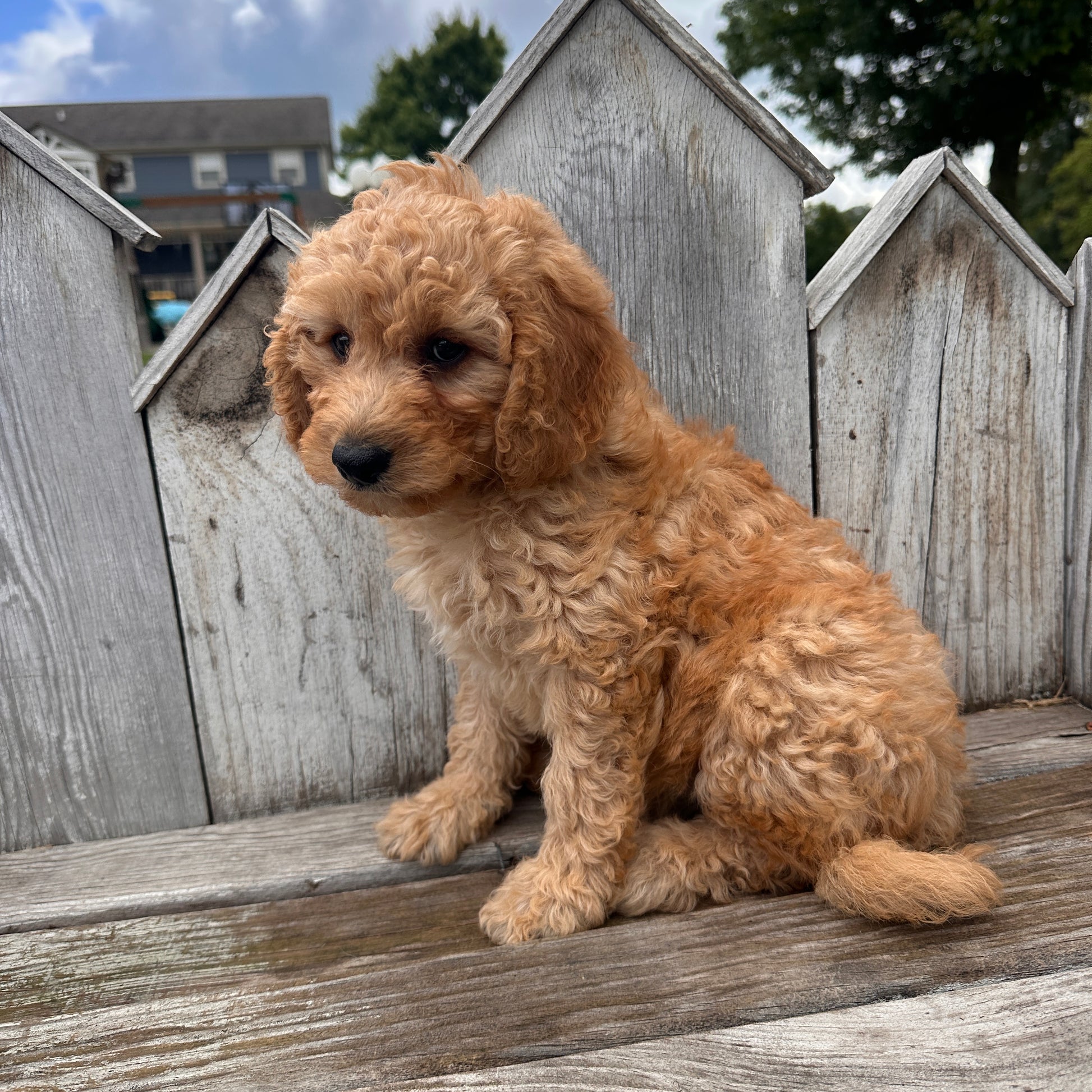 Mini-Goldendoodle-Breeder