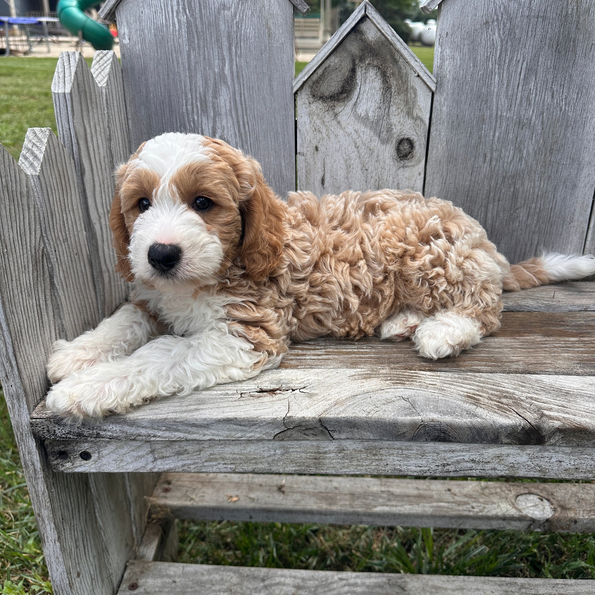 Mini-Goldendoodle-Breeder
