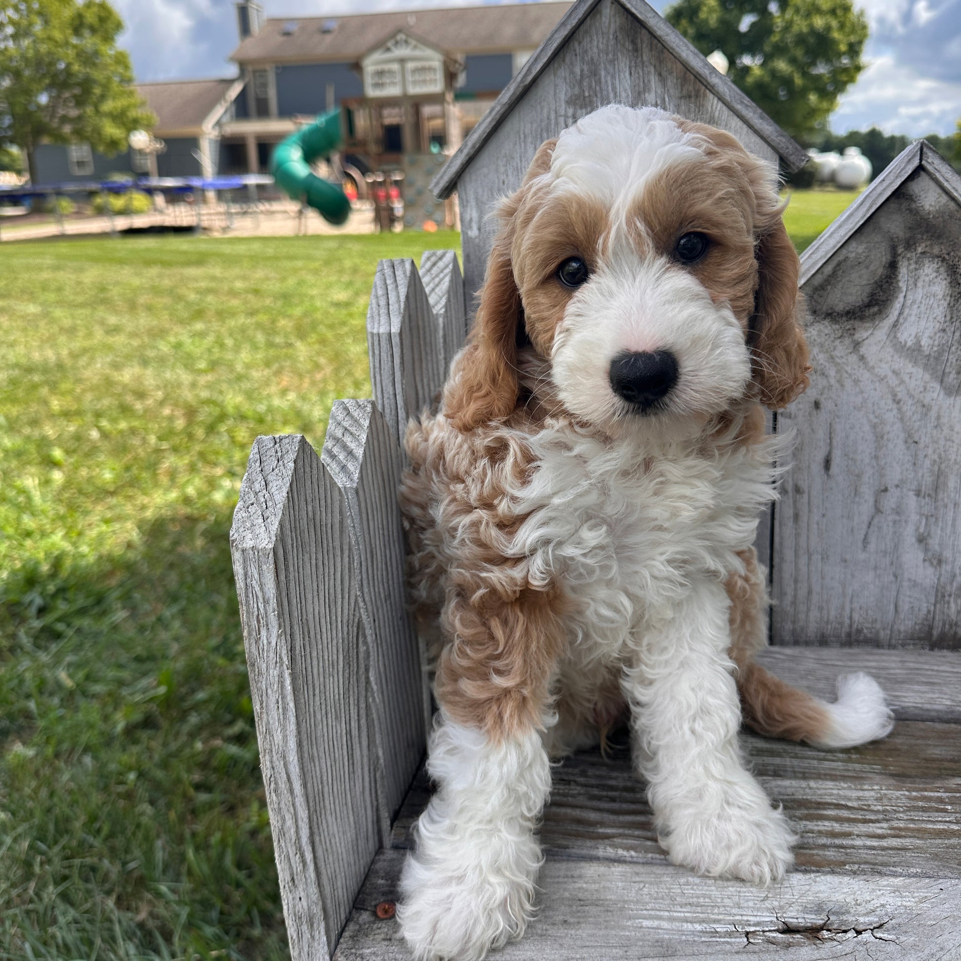 Mini-Goldendoodle-Breeder