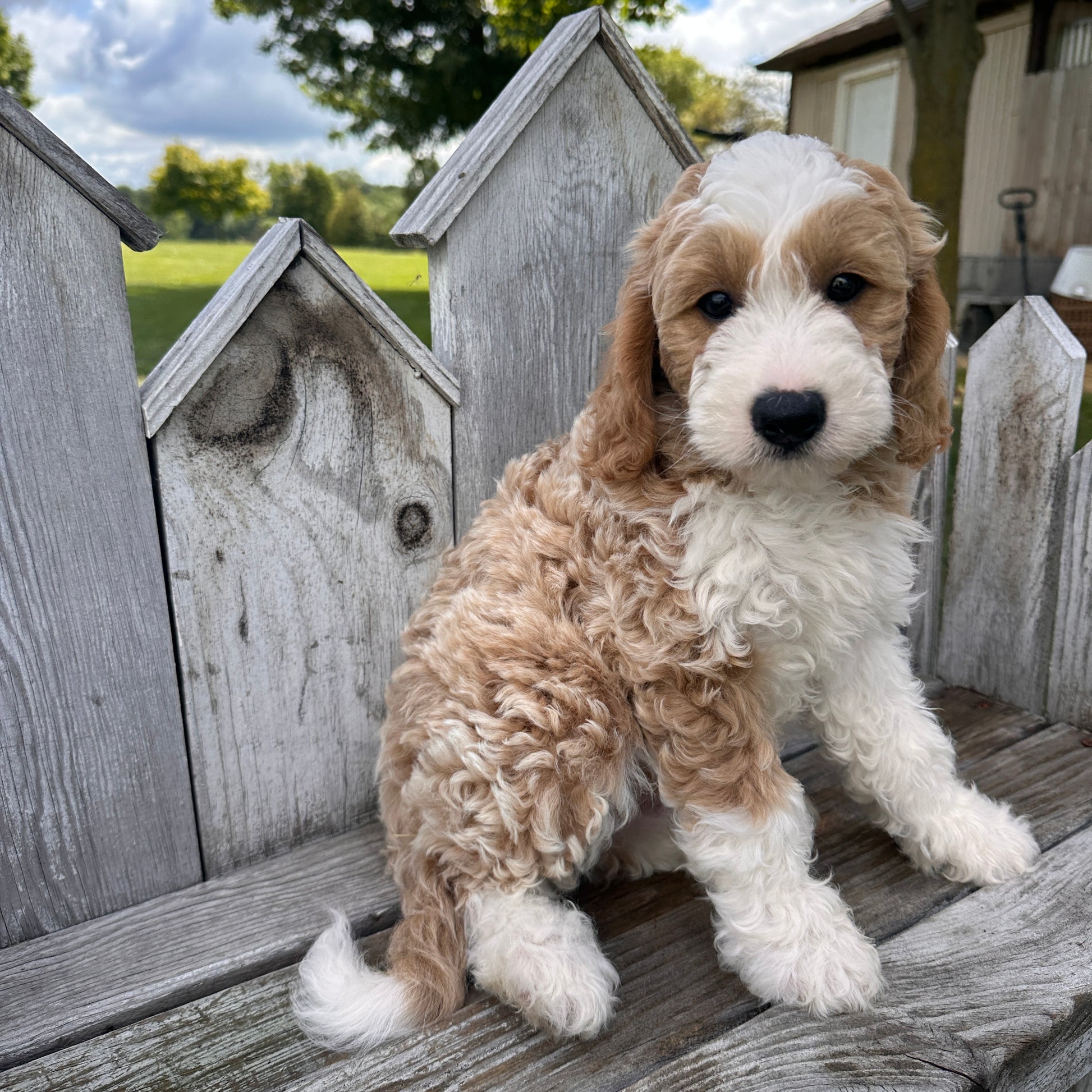 Mini-Goldendoodle-Breeder