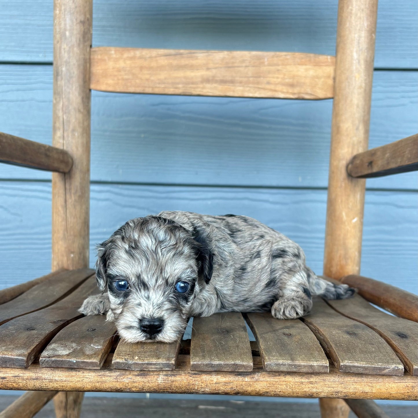 Blue Merle Cavapoo Puppy