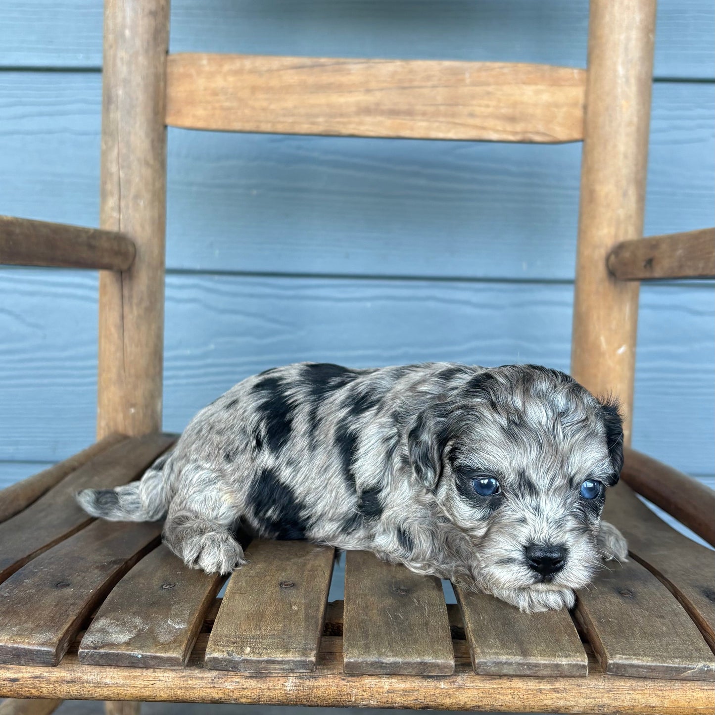 Blue Merle Cavapoo Puppy