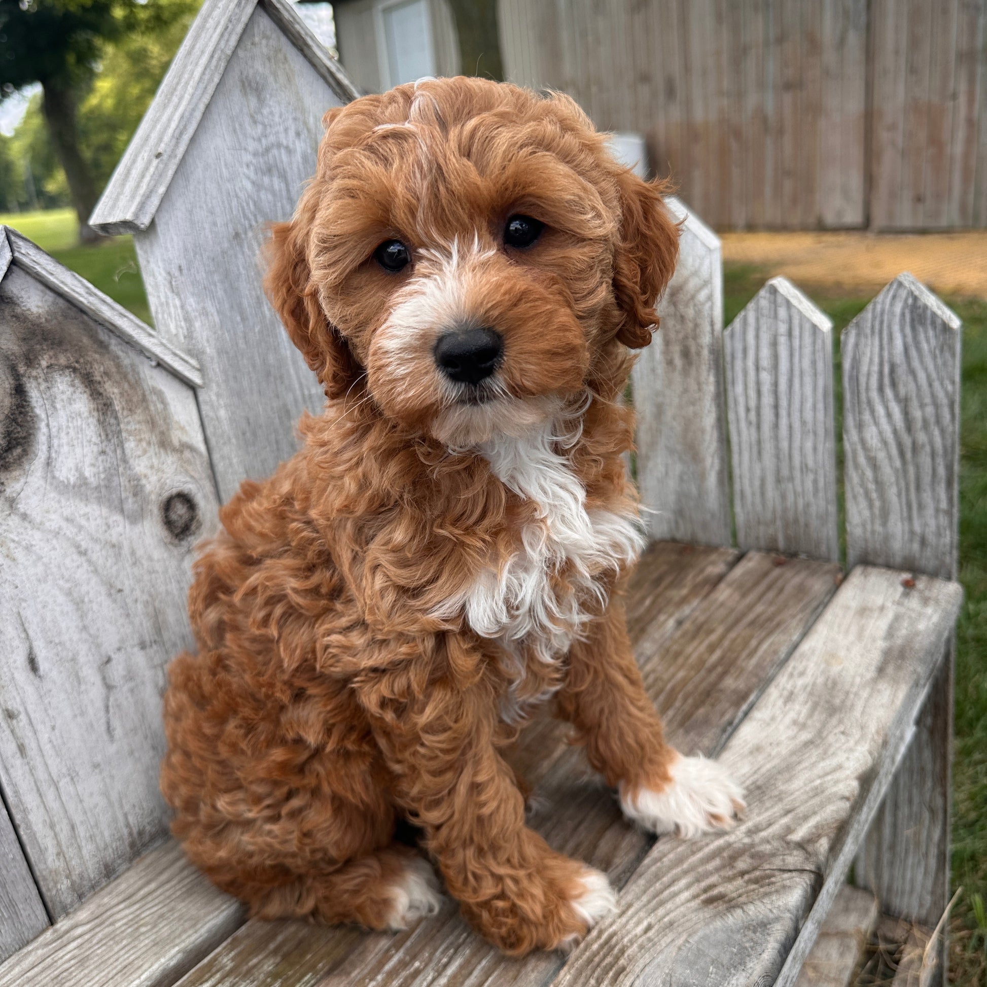 Mini-Goldendoodle-Breeder