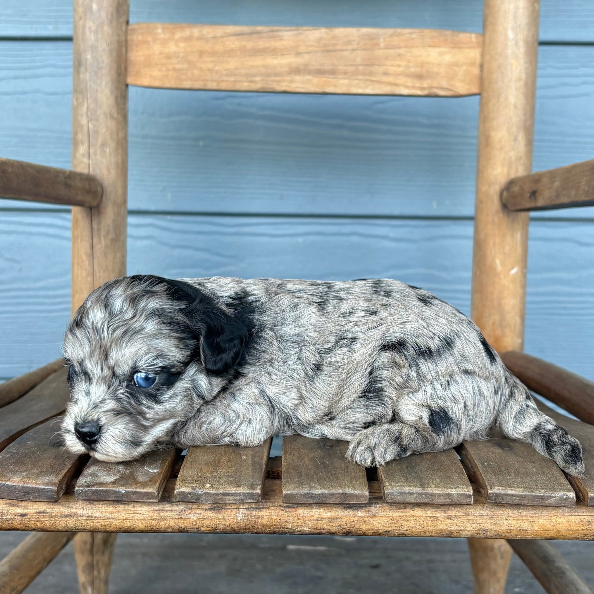 Blue Merle Cavapoo Puppy