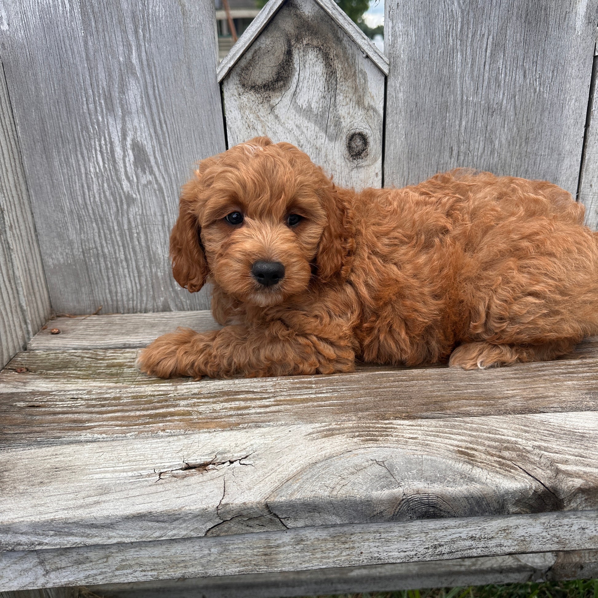 Mini-Goldendoodle-Breeder