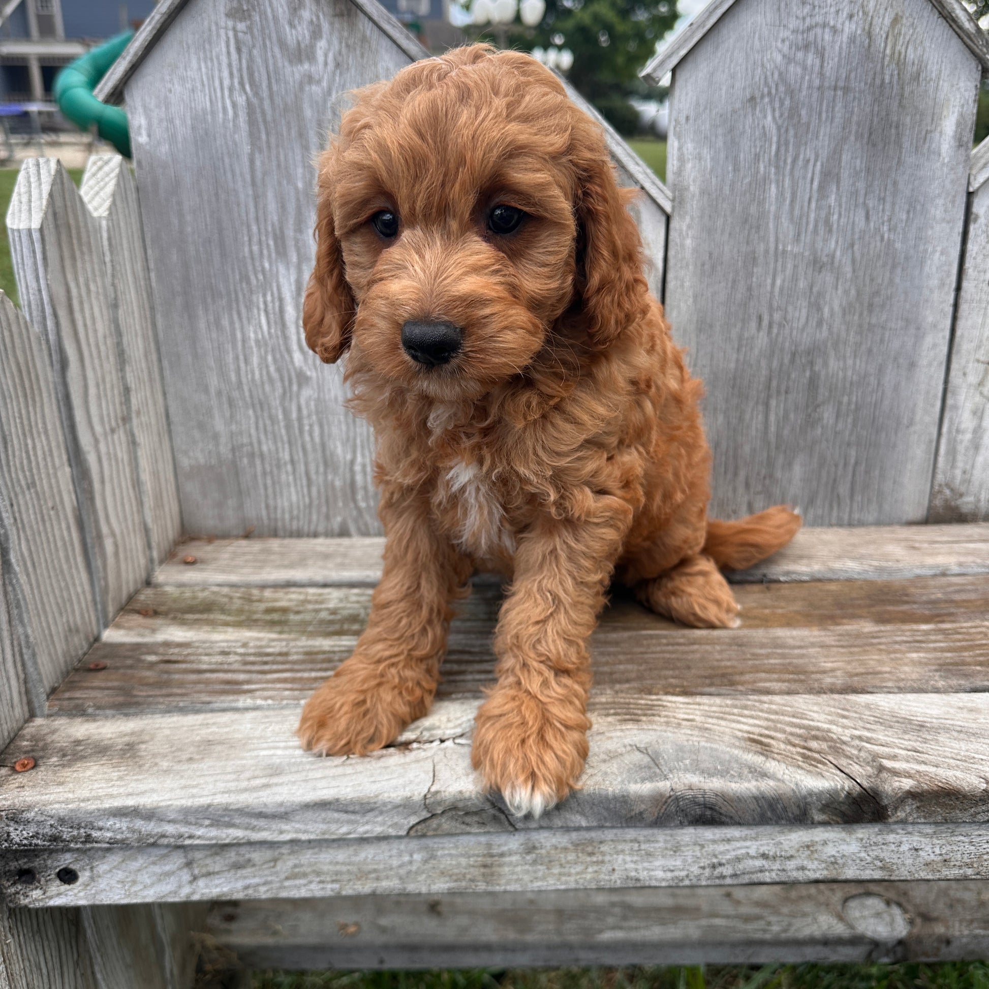 Mini-Goldendoodle-Breeder
