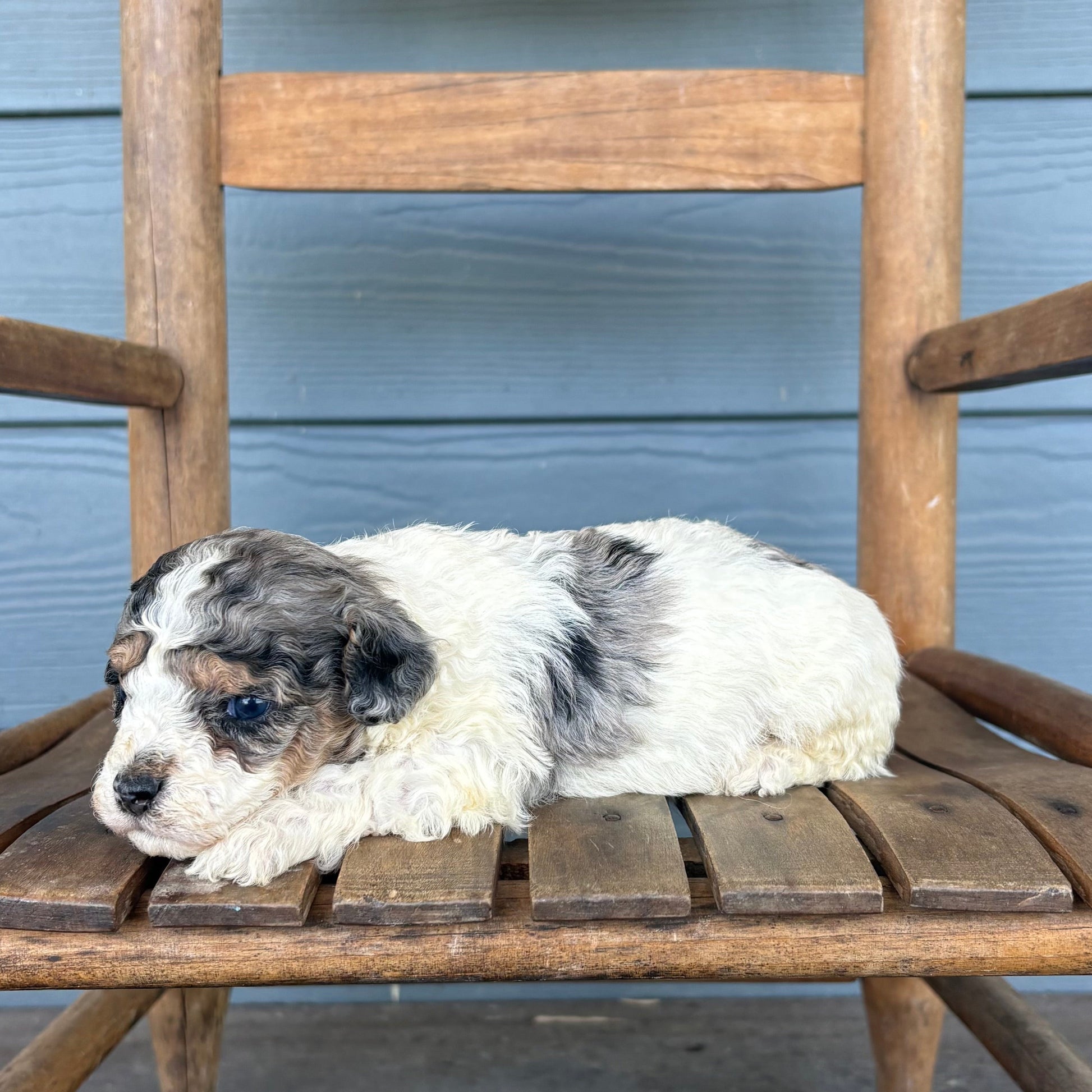 Cavapoo Puppy Double Parti 