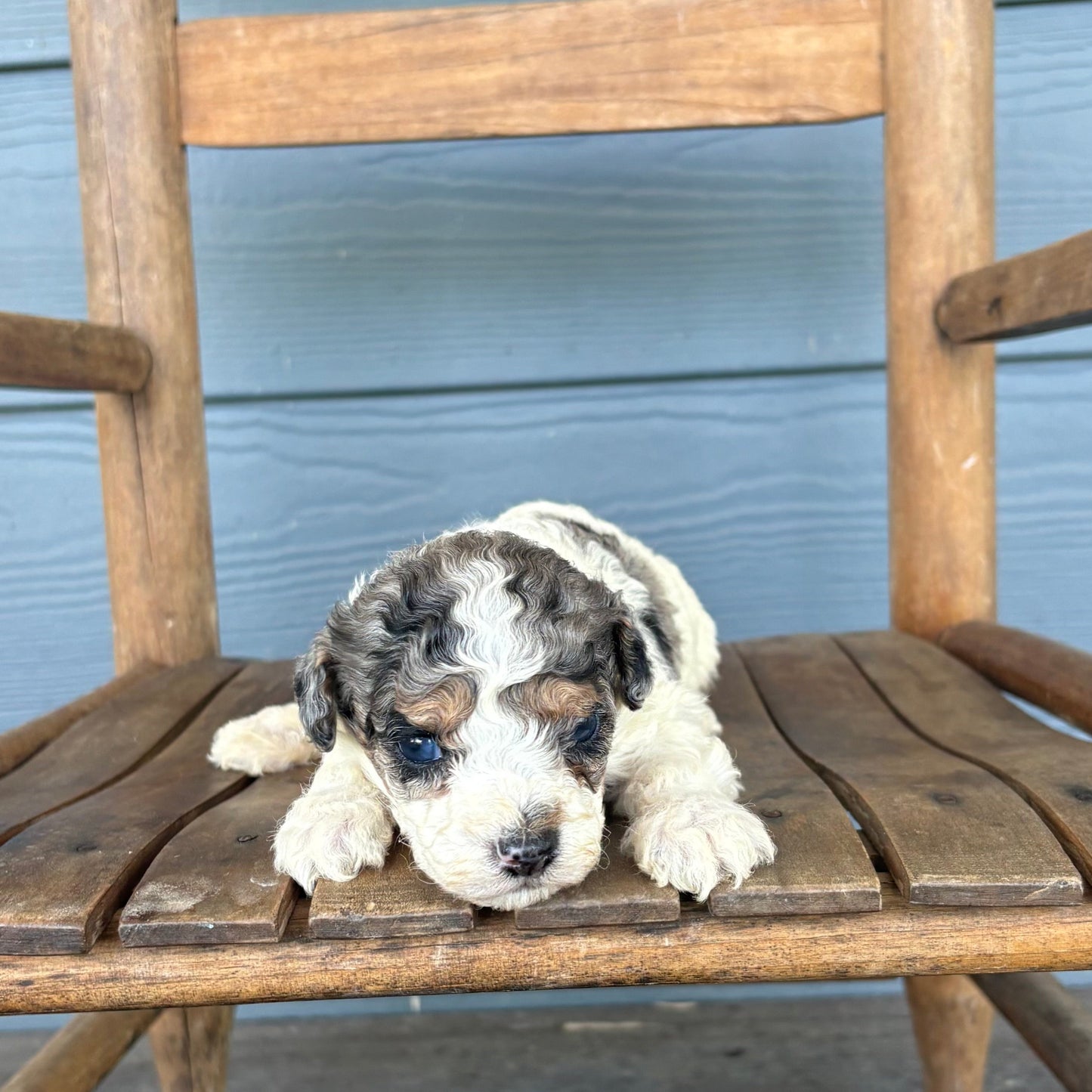 Cavapoo Puppy Double Parti