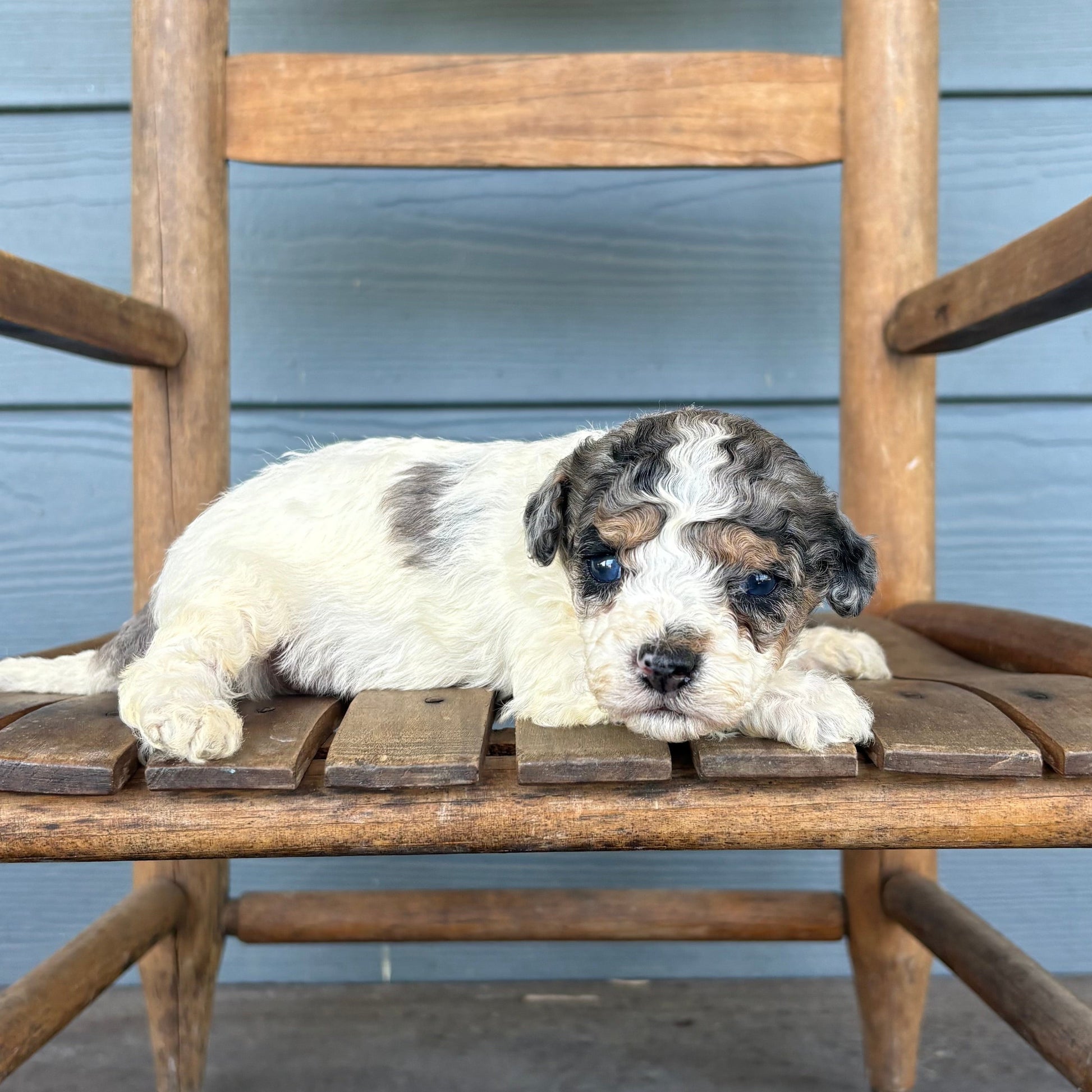 Cavpoo Puppy Double Parti